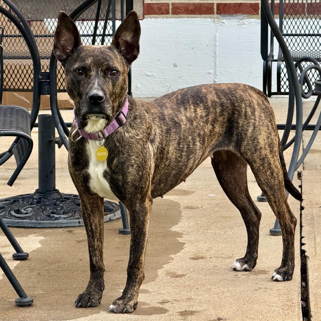 Enlarge Willow, a Adoptable Pit Bull Terrier in East Saint Louis, IL image 5/6