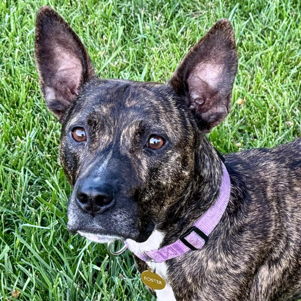 Enlarge Willow, a Adoptable Pit Bull Terrier in East Saint Louis, IL image 6/6