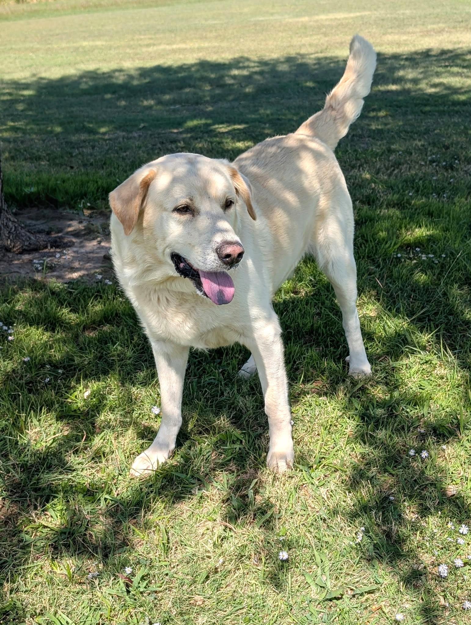 Doug, Adopted, Adult Male Labrador Retriever.