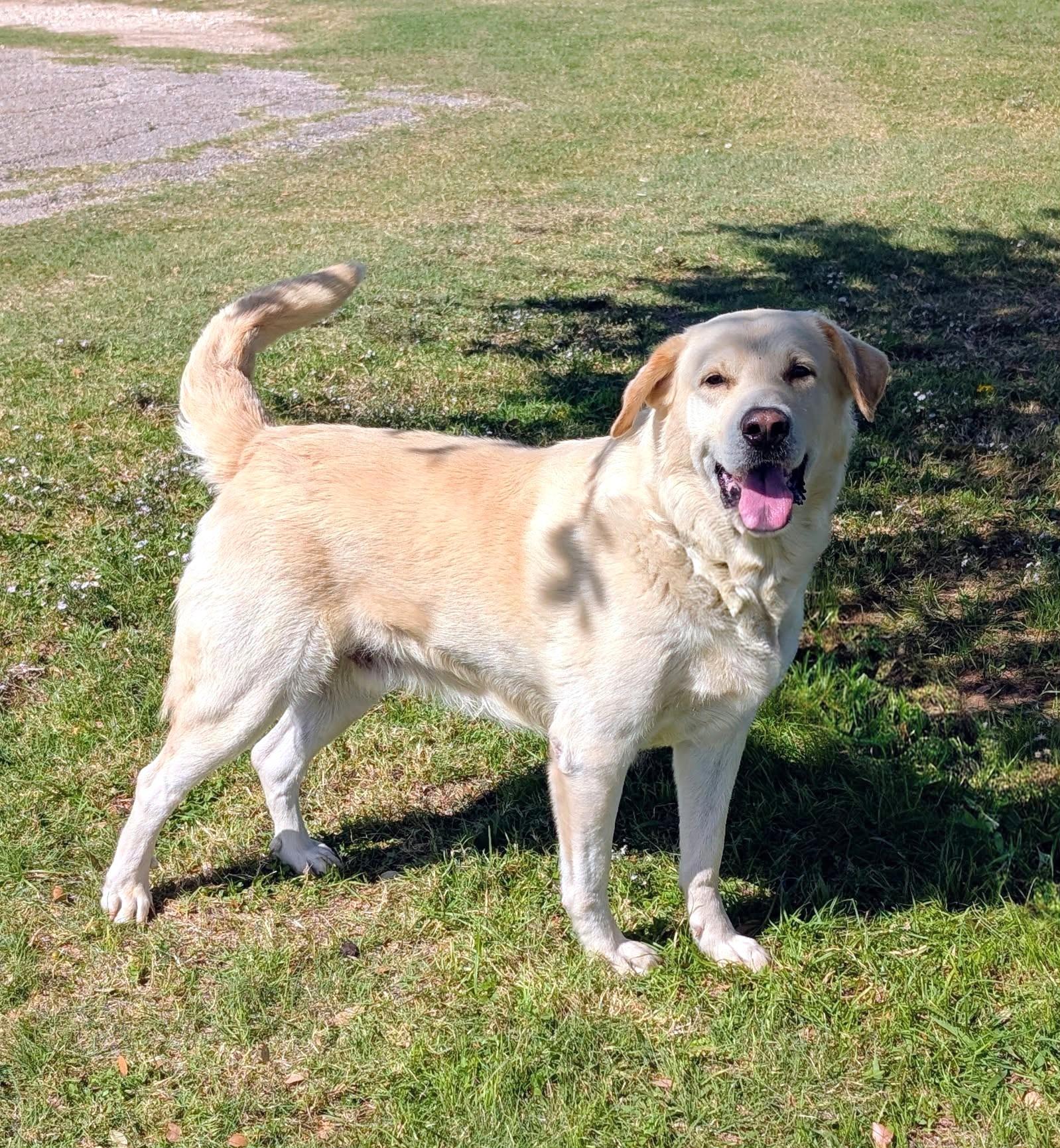 Enlarge Doug, a Adopted mixed breed in Cleburne, TX image 3/3