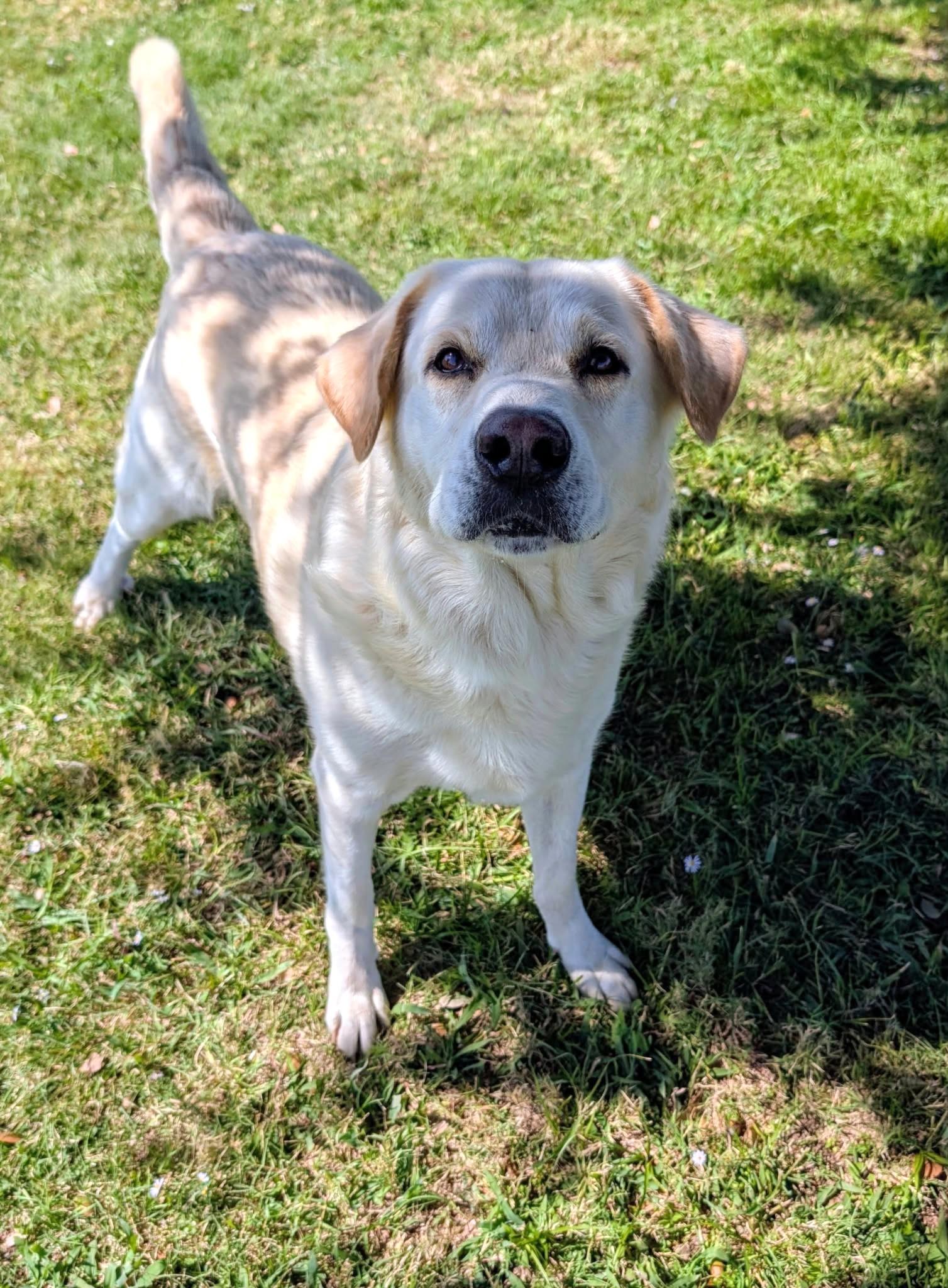 Enlarge Doug, a Adopted mixed breed in Cleburne, TX image 2/3
