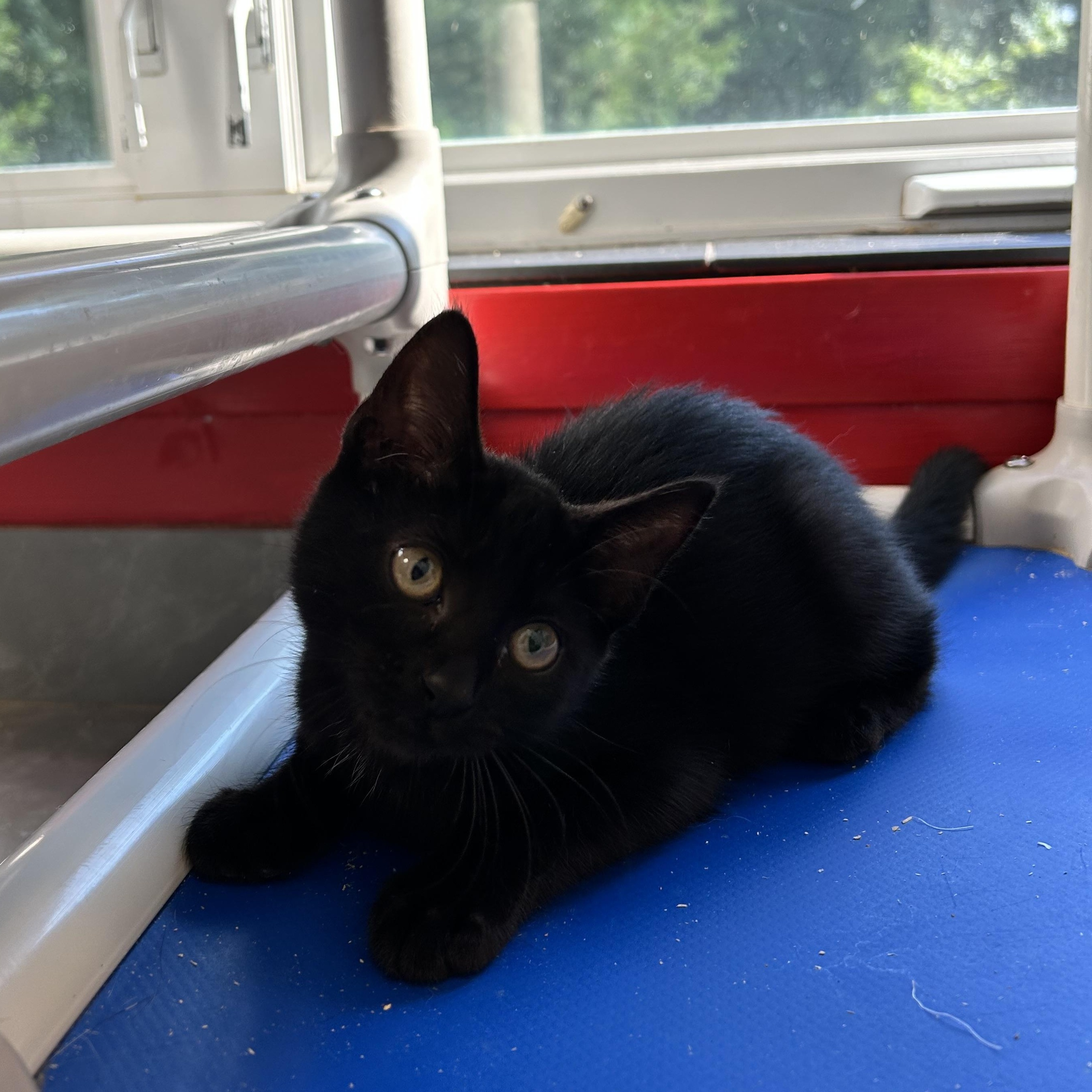 Iris, an adopted Domestic Short Hair in North Haven, CT image 4/4