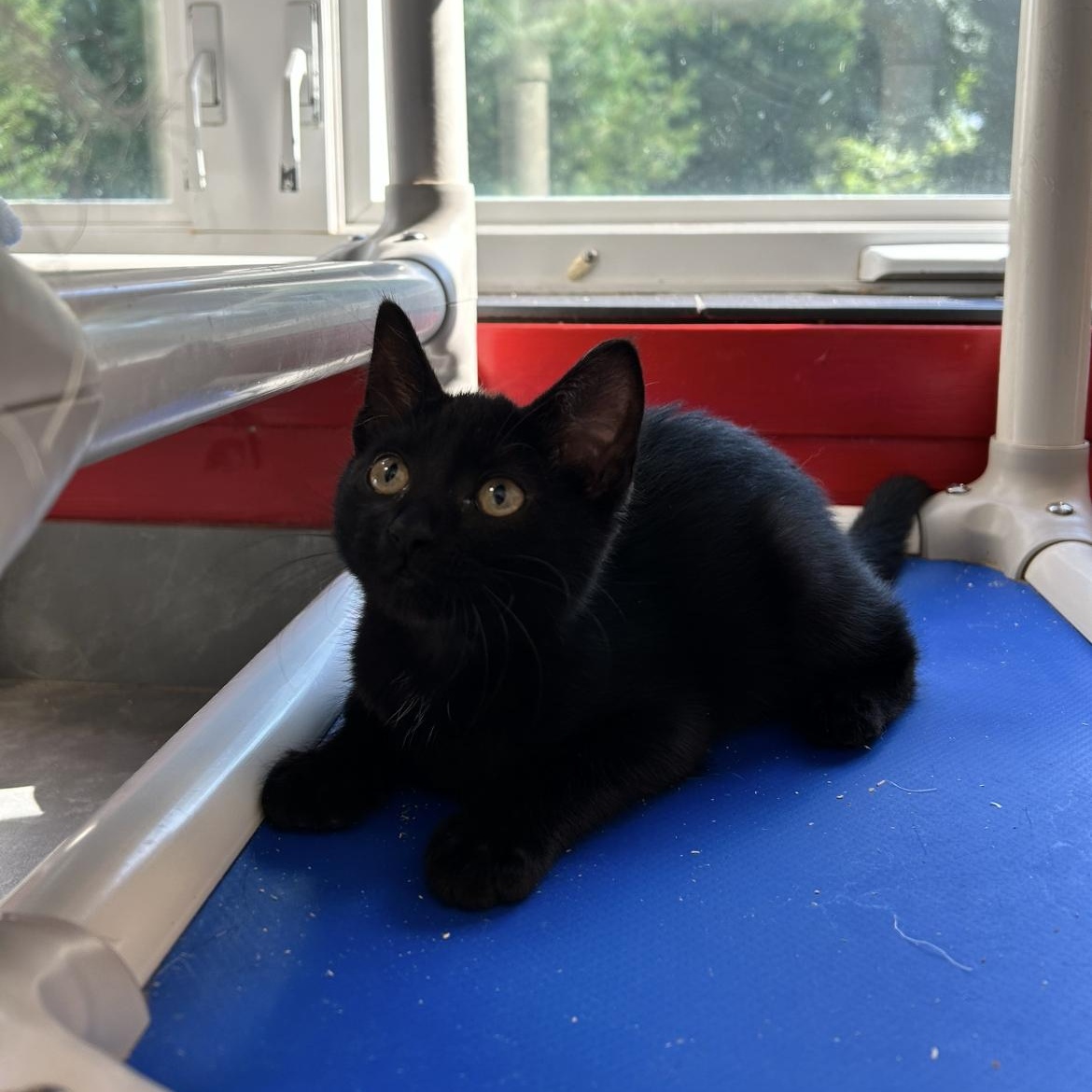 Iris, an adopted Domestic Short Hair in North Haven, CT image 1/4