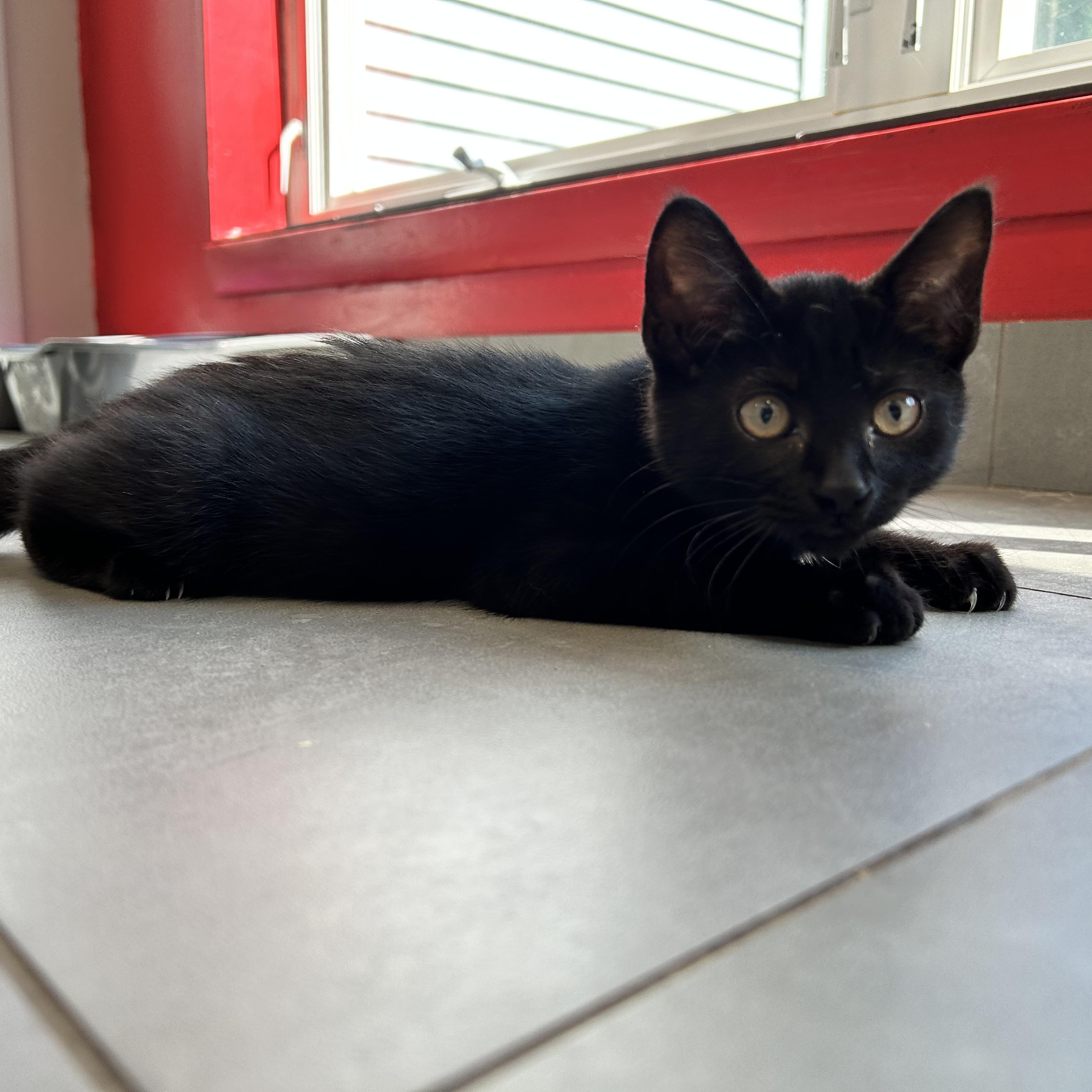 Iris, an adopted Domestic Short Hair in North Haven, CT image 2/4