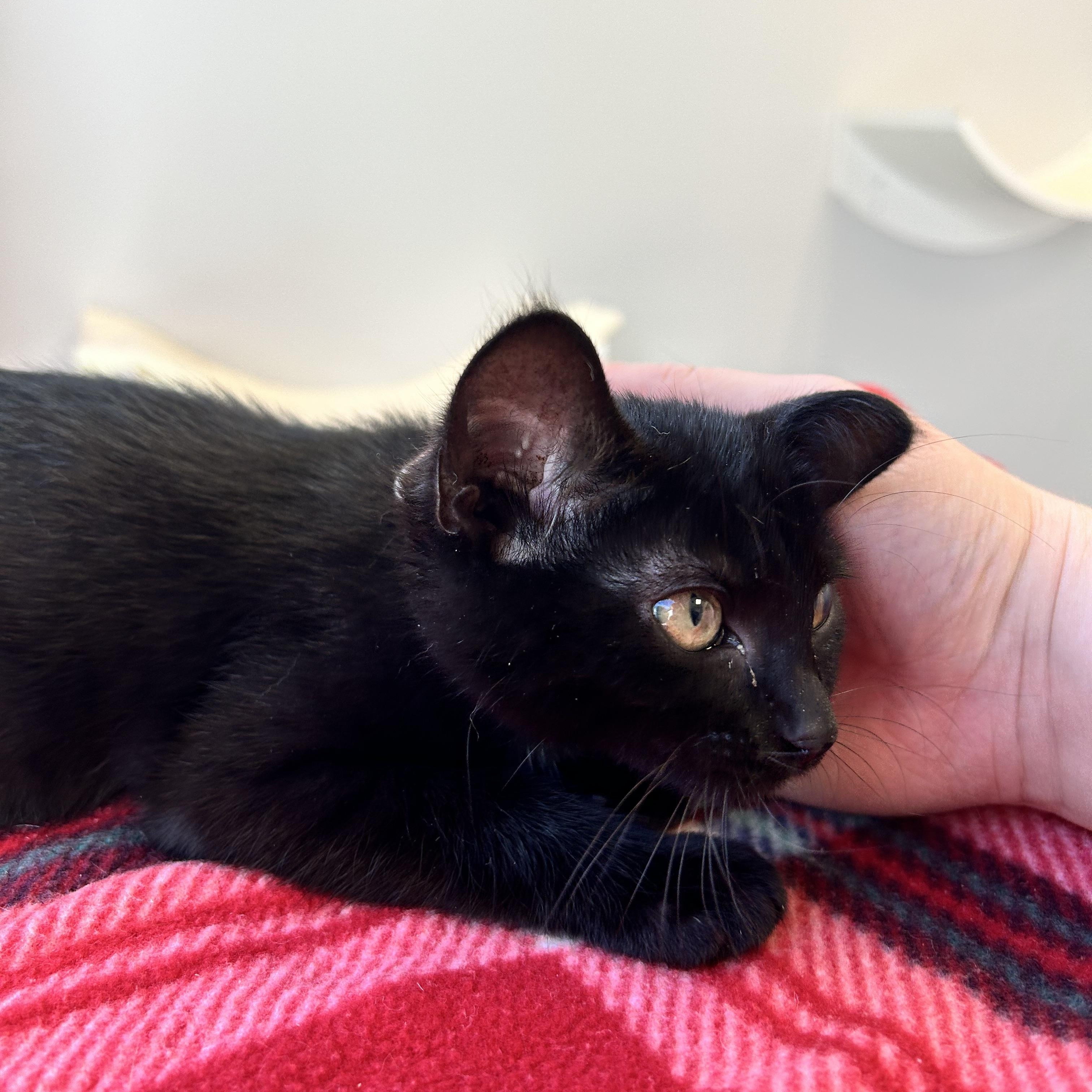 Iris, an adopted Domestic Short Hair in North Haven, CT image 3/4
