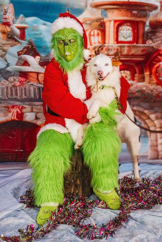 BJ, Adoptable, Young Male Australian Shepherd.