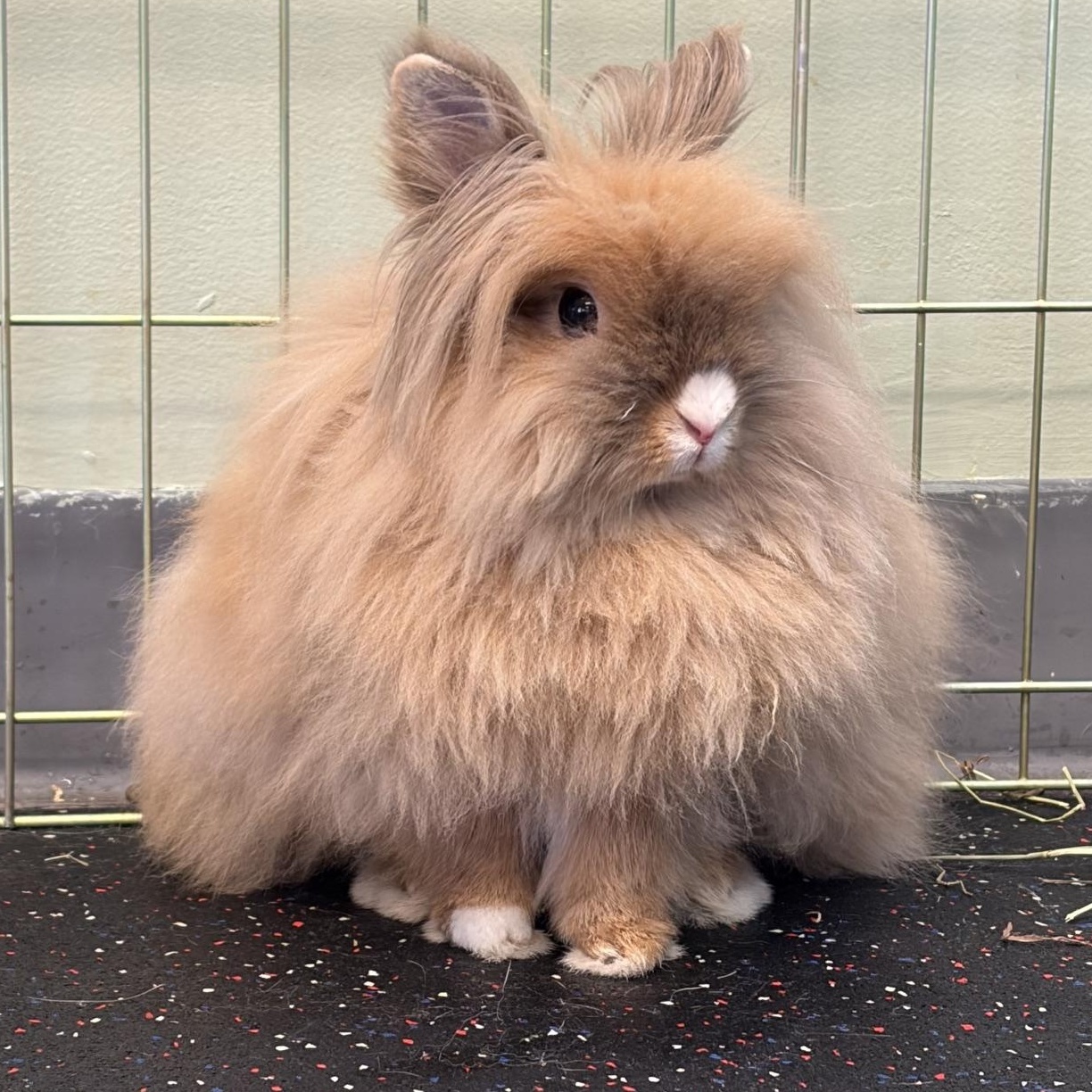 Thumpelina, Adoptable, Adult Female Lionhead.