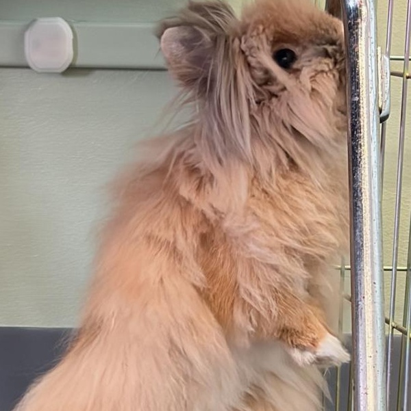 Thumpelina, a Adoptable Lionhead in Edina, MN image 2/2