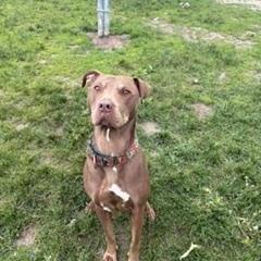 Enlarge Gracie, a Adoptable mixed breed in Brockton, MA image 2/2