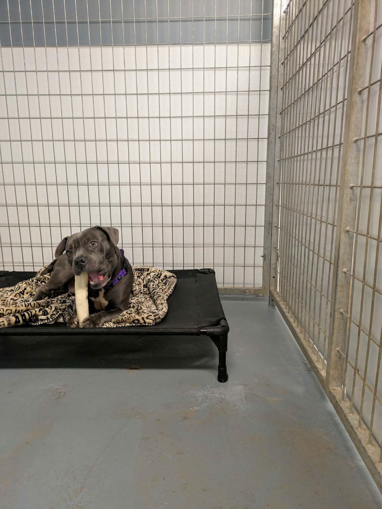 Sasha, Adopted, Adult Female Terrier.