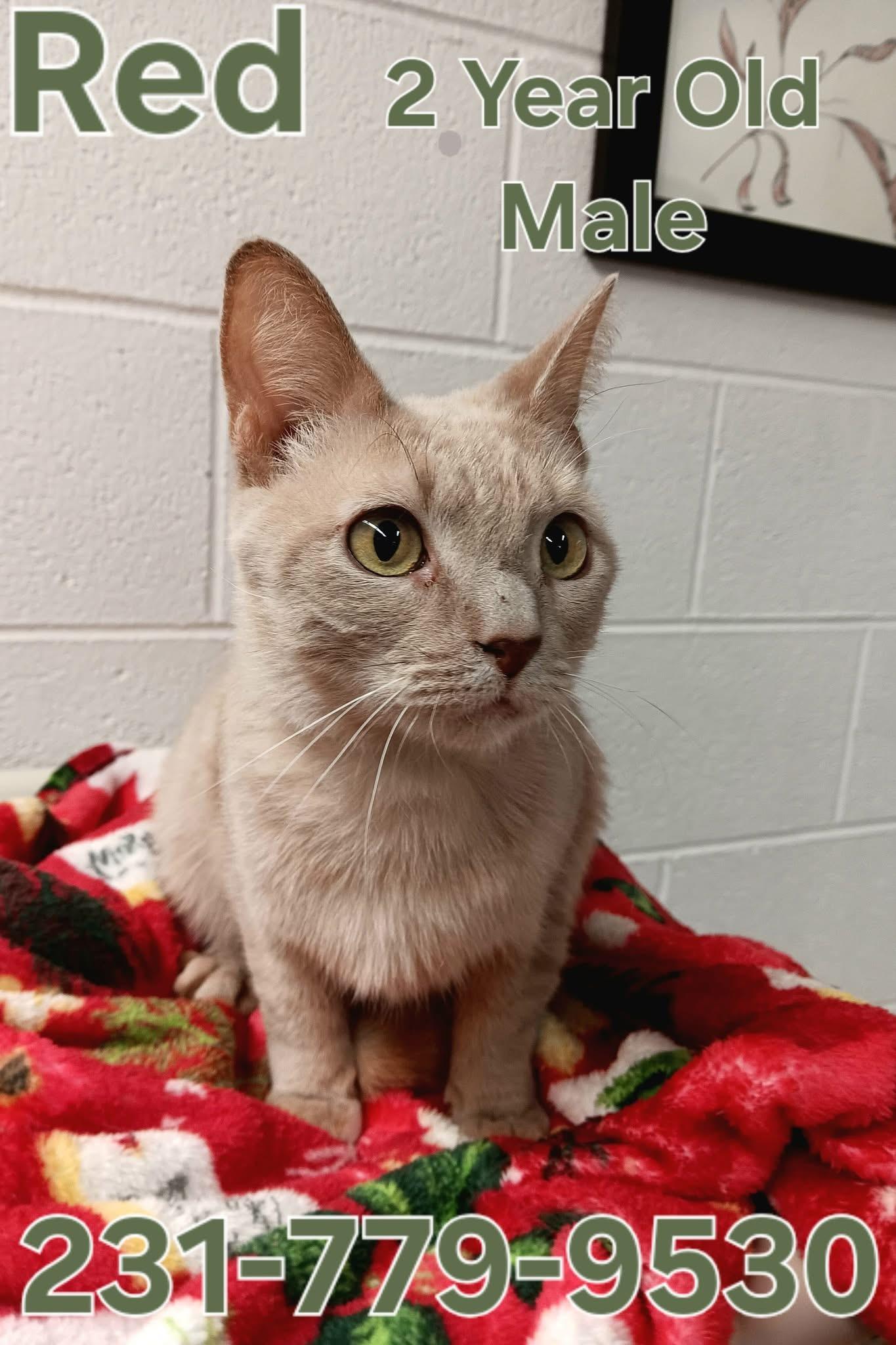 RED, ADOPTABLE, Adult Male Domestic Short Hair.