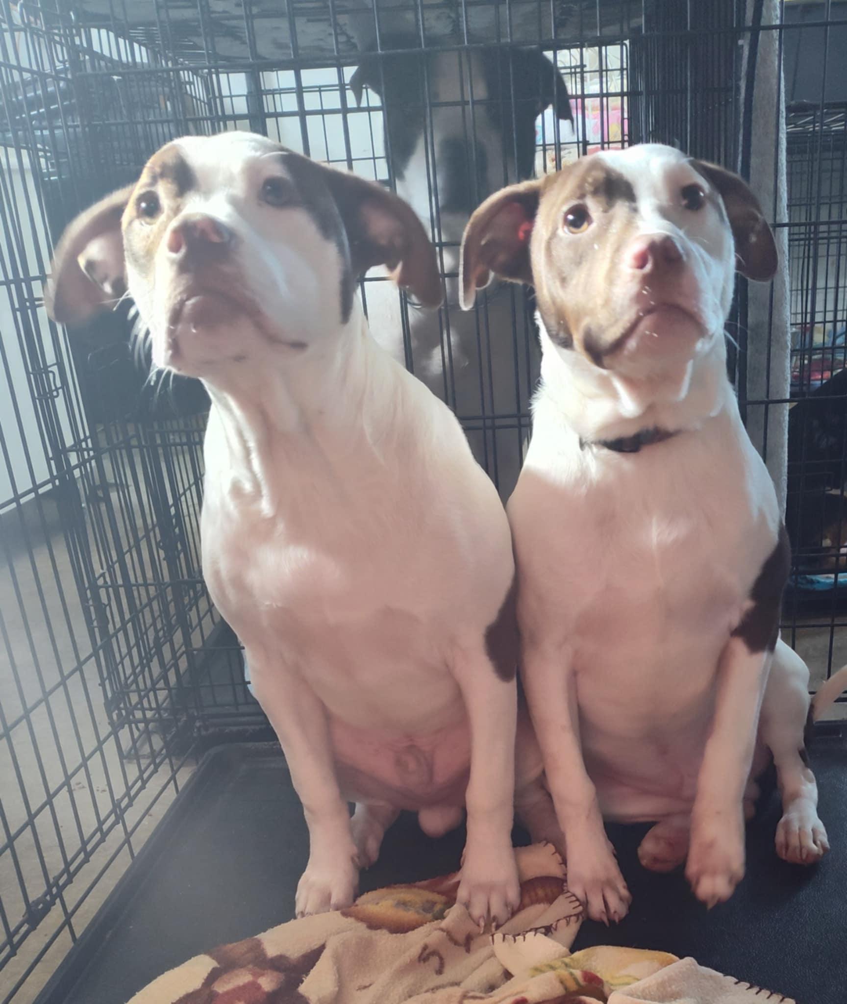 Xyphen & Spot, Young Male Bulldog