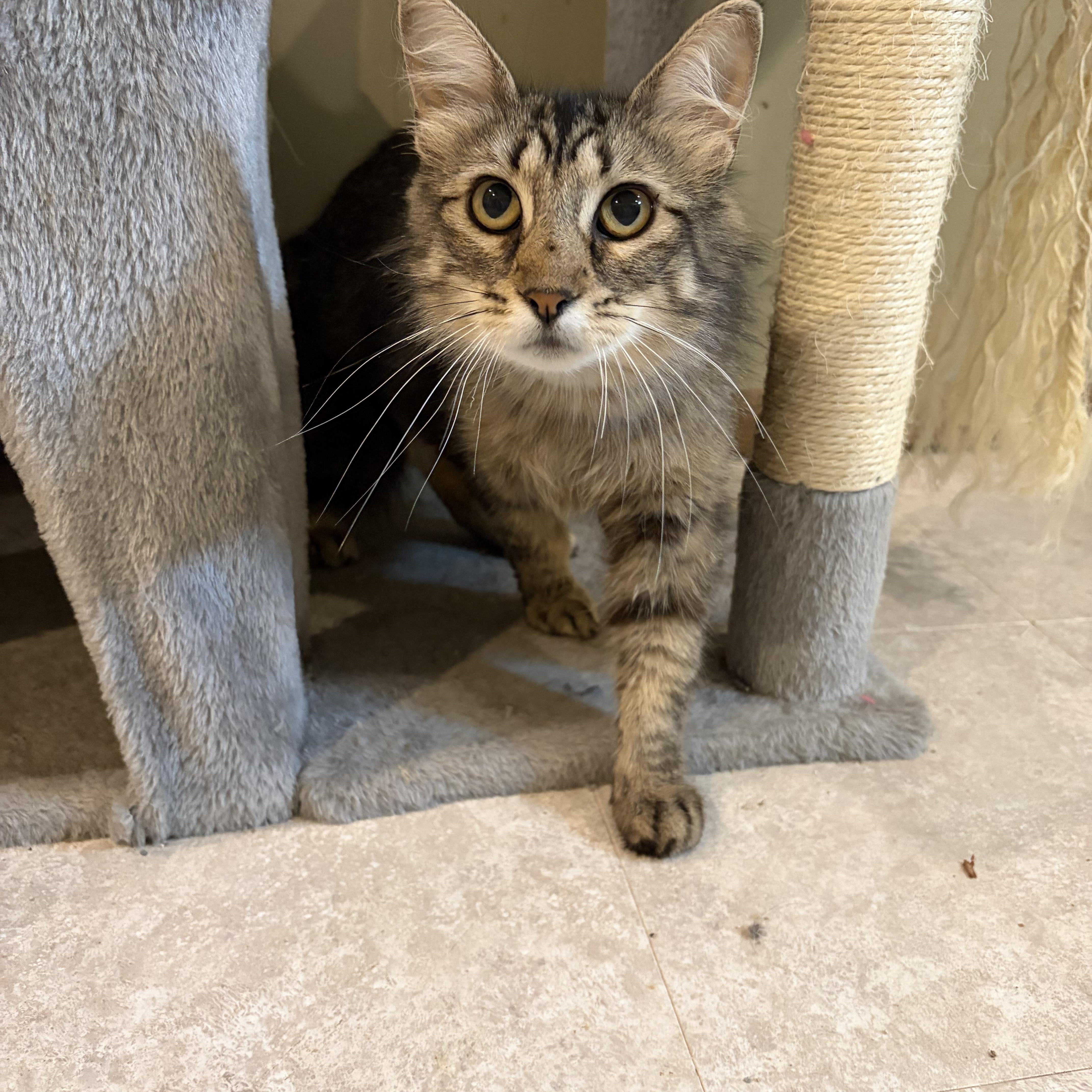 Enlarge Lucy, a Adopted Domestic Long Hair in Madison, WI image 2/6