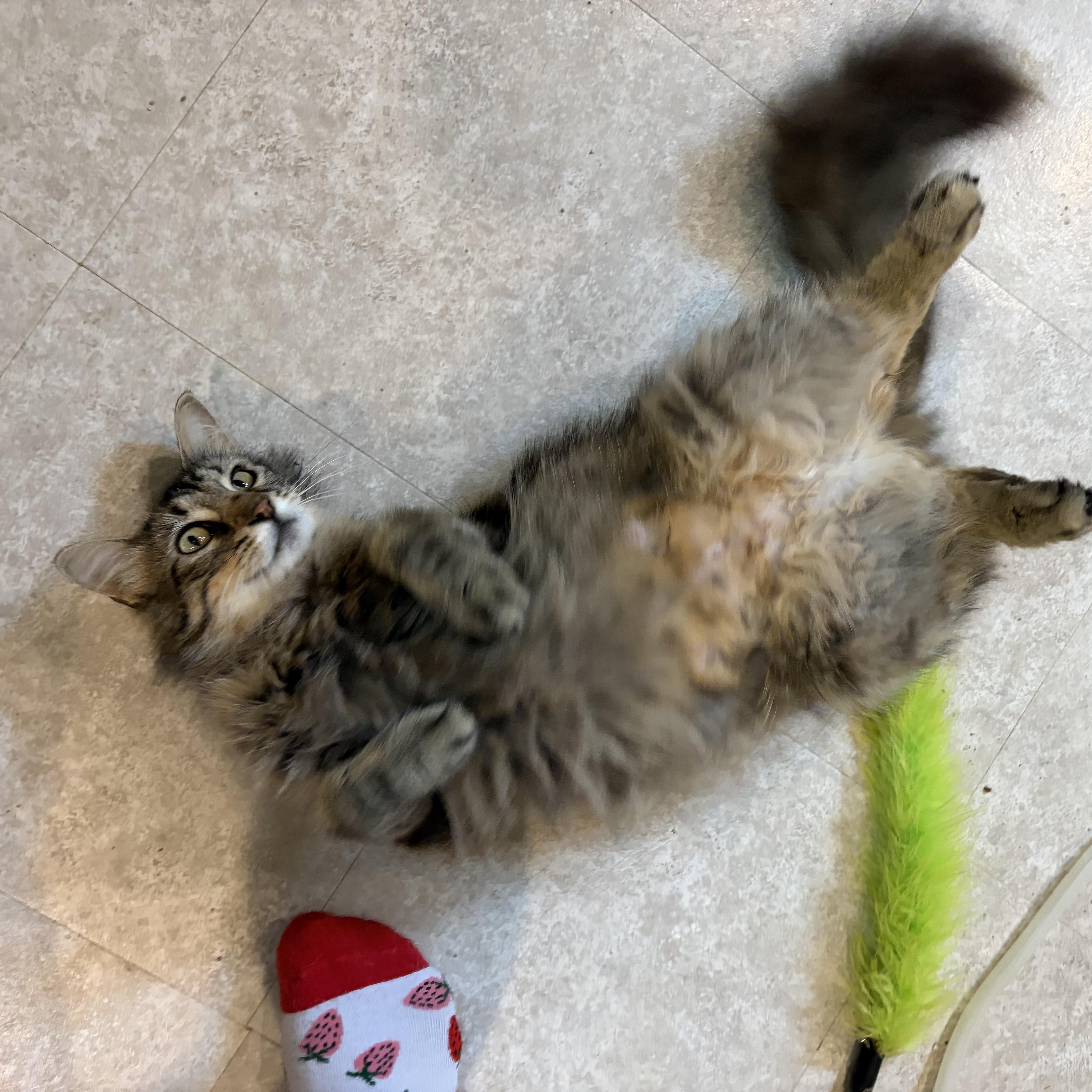 Lucy, Adopted, Adult Female Domestic Long Hair.