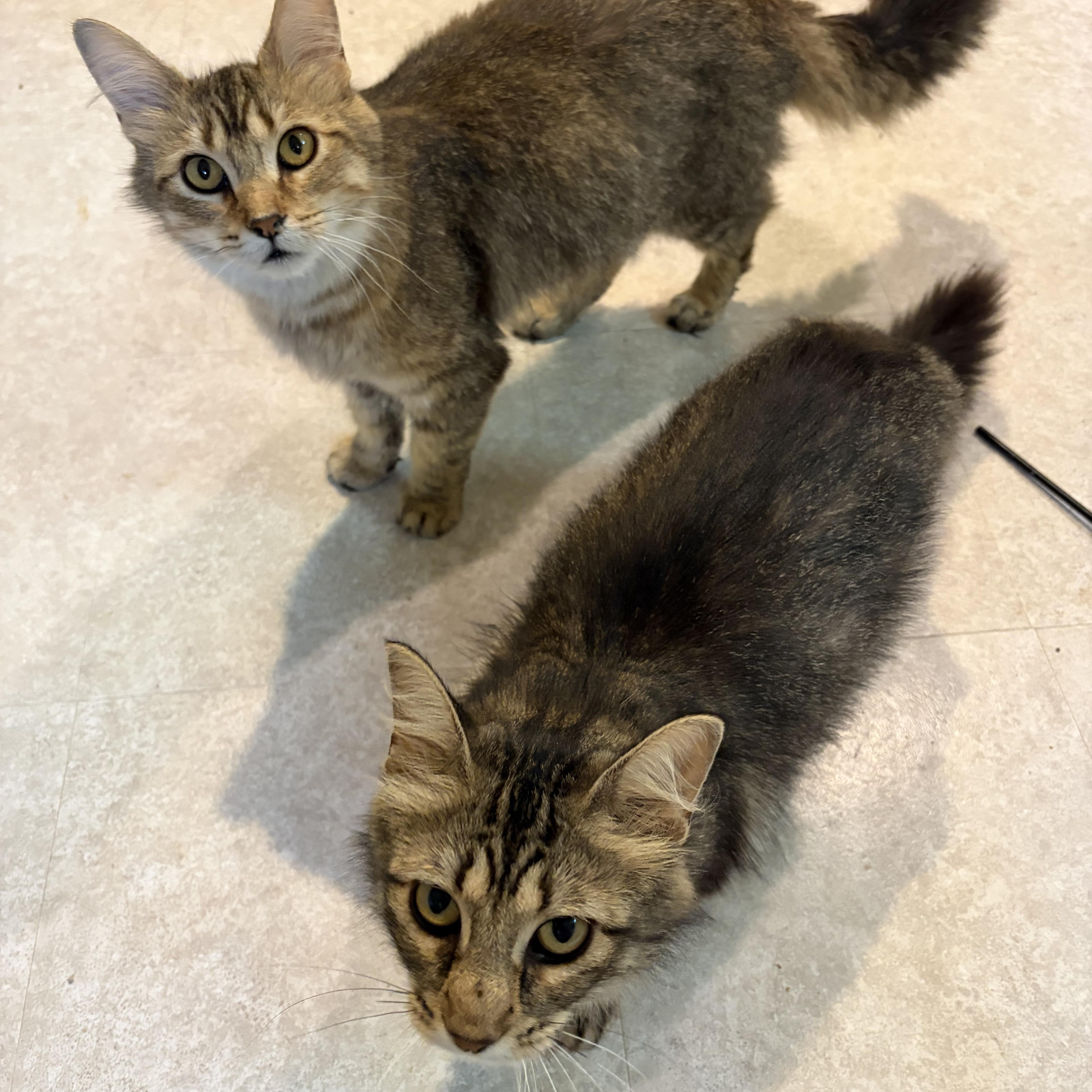 Enlarge Lucy, a Adopted Domestic Long Hair in Madison, WI image 4/6
