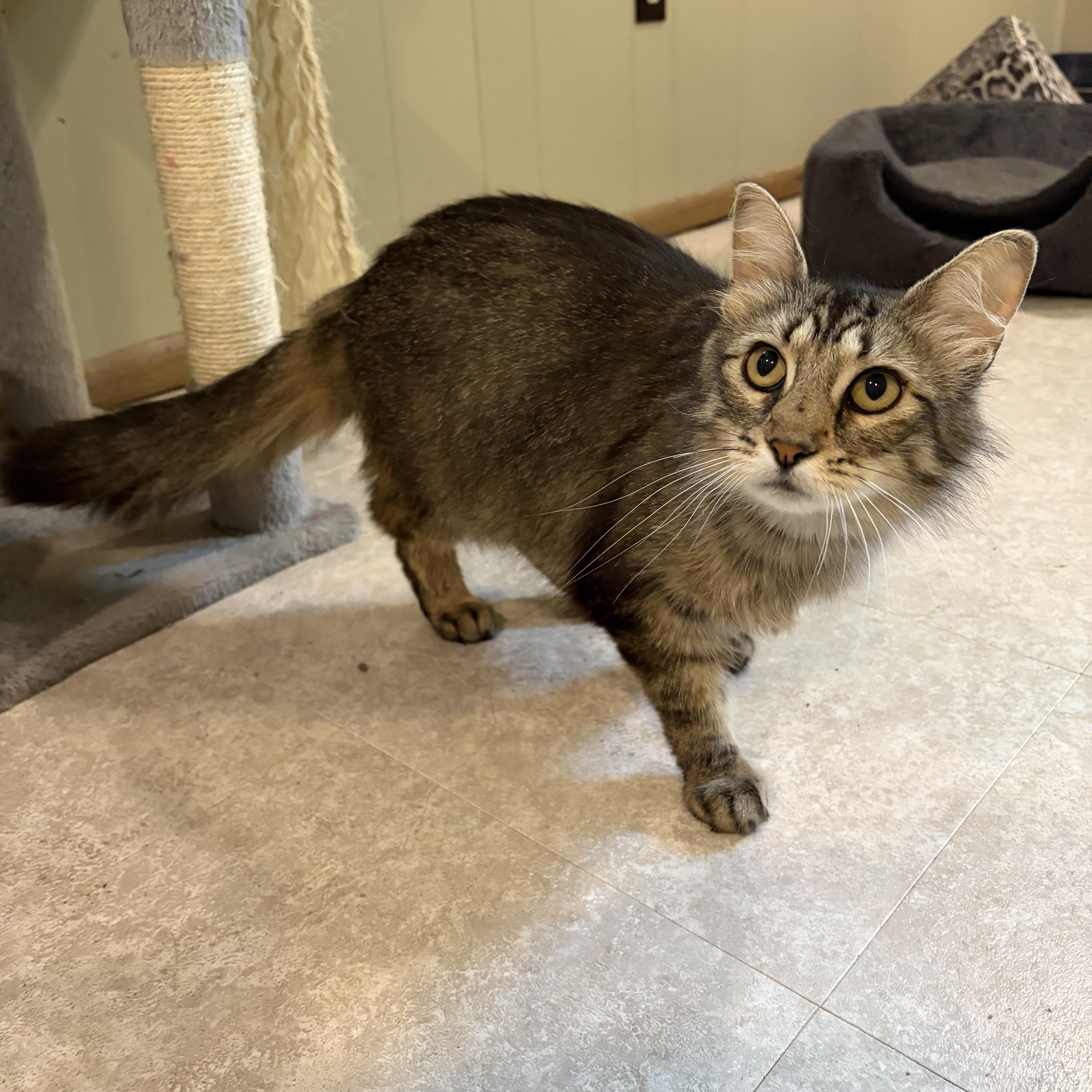 Enlarge Lucy, a Adopted Domestic Long Hair in Madison, WI image 3/6