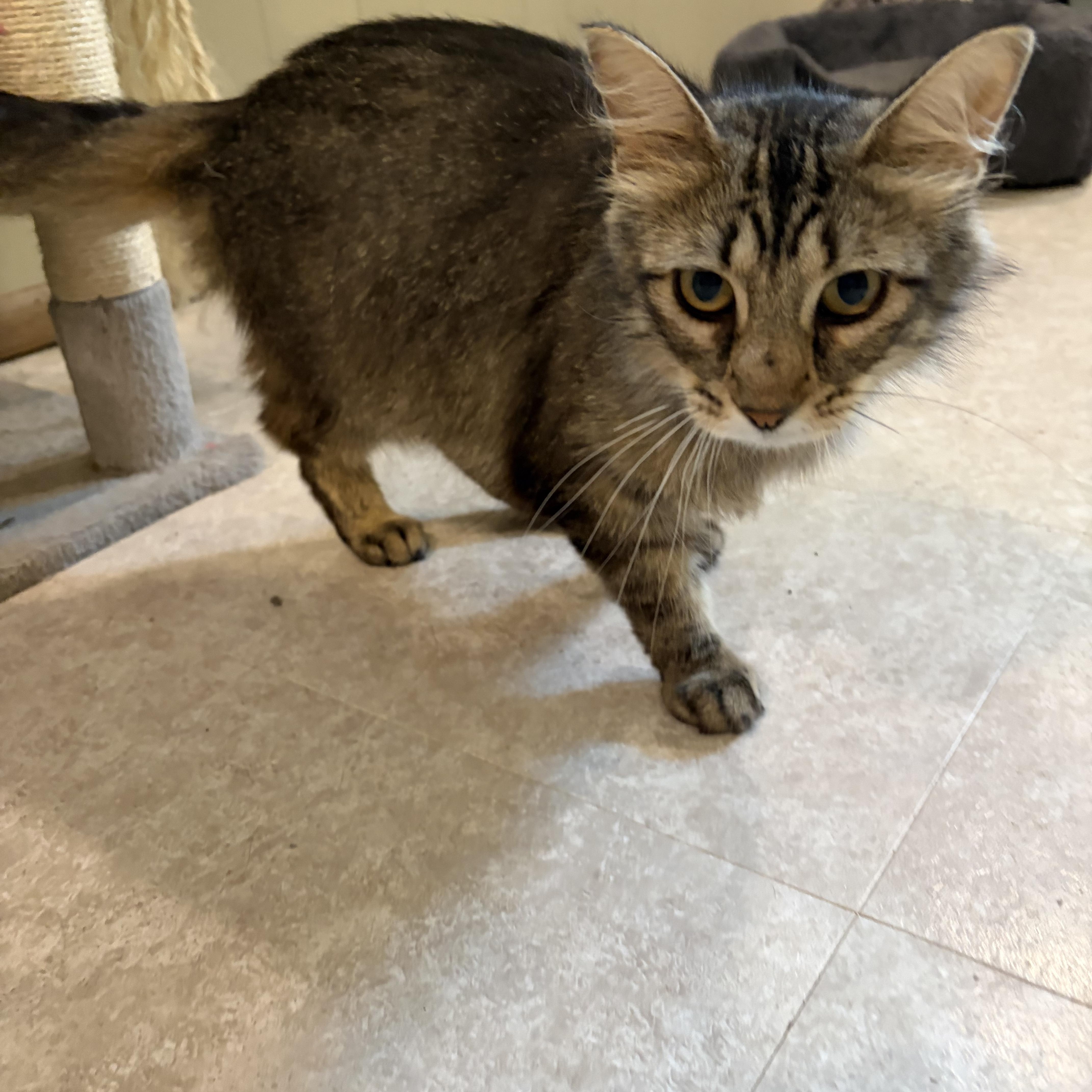 Enlarge Lucy, a Adopted Domestic Long Hair in Madison, WI image 5/6
