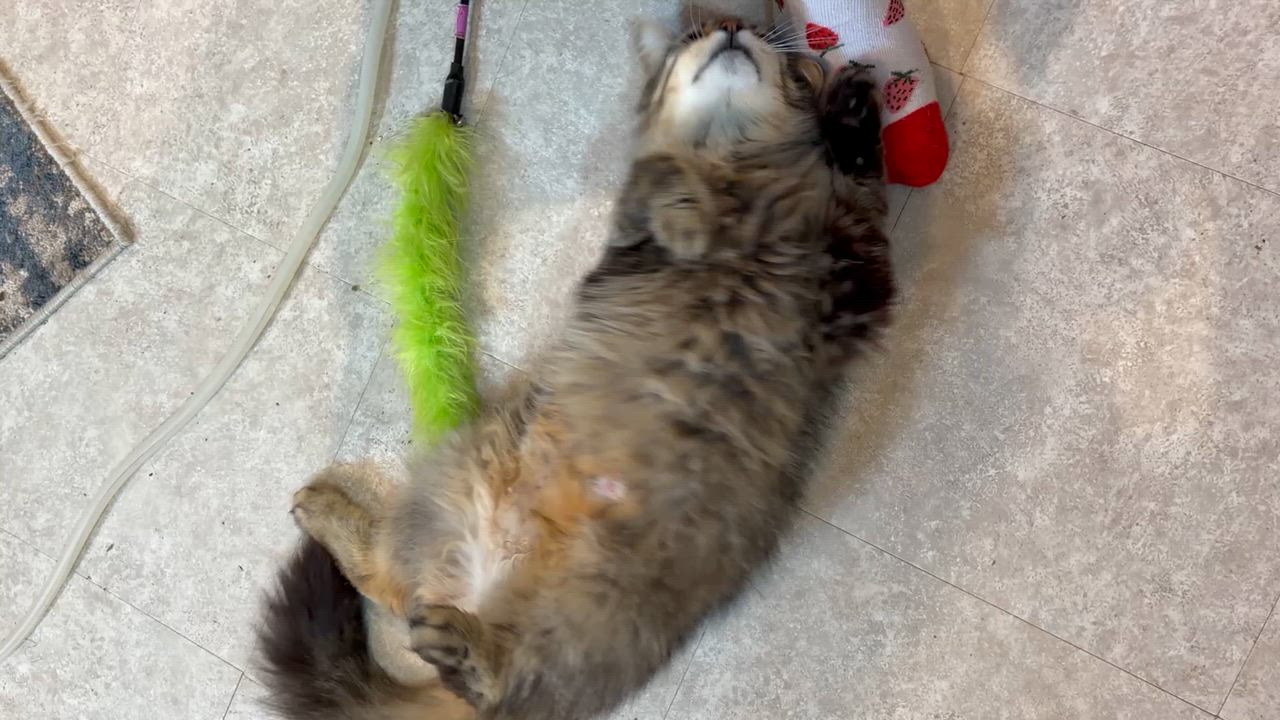Enlarge Lucy, a Adopted Domestic Long Hair in Madison, WI video 6/6