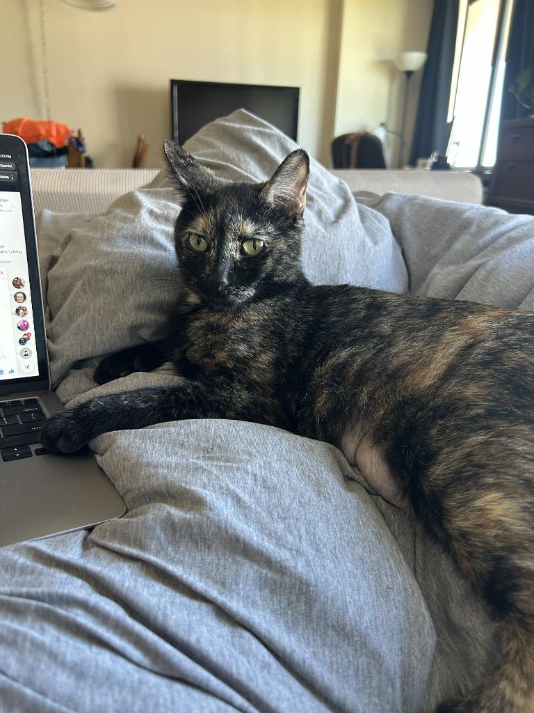 Nola - No Longer Accepting Apps, Adoptable, Young Female Domestic Short Hair.