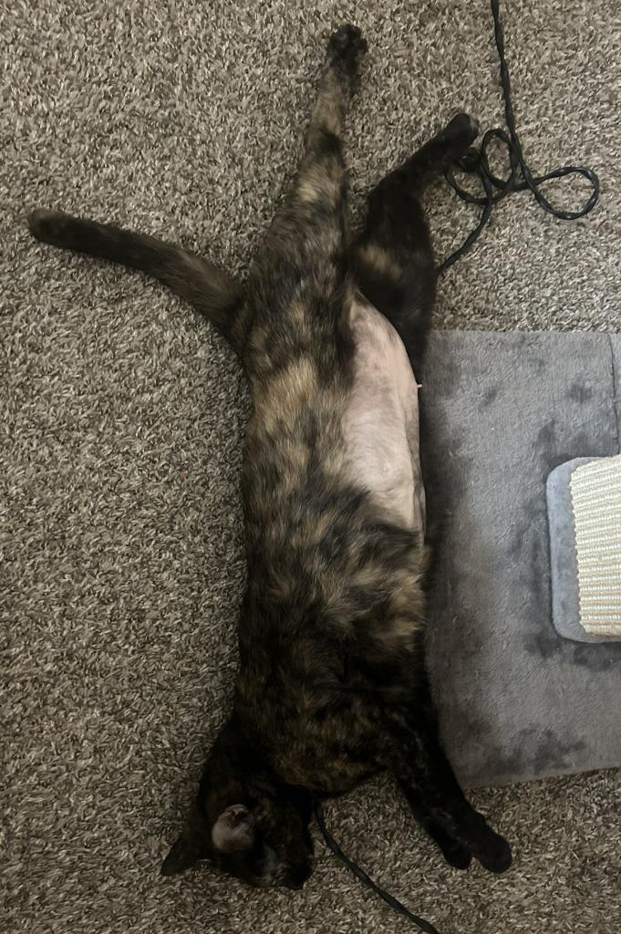 Enlarge Nola - No Longer Accepting Apps, a Adoptable mixed breed in Minneapolis, MN image 2/5