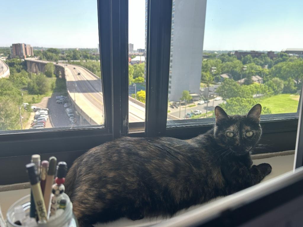 Enlarge Nola - No Longer Accepting Apps, a Adoptable mixed breed in Minneapolis, MN image 4/5