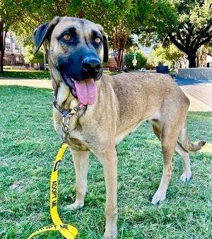 Leena, a Adoptable mixed breed in Bloomfield, CT image 1/3