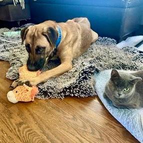 Leena, a Adoptable mixed breed in Bloomfield, CT image 2/3