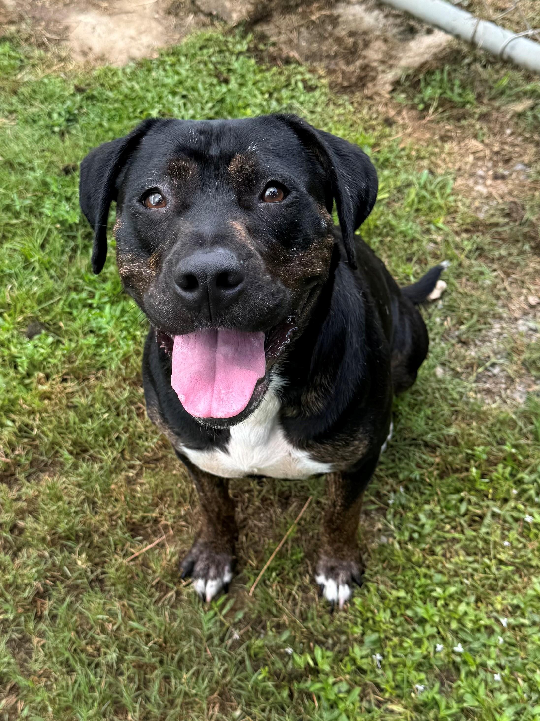 Kiara, Adoptable, Adult Female Rottweiler.