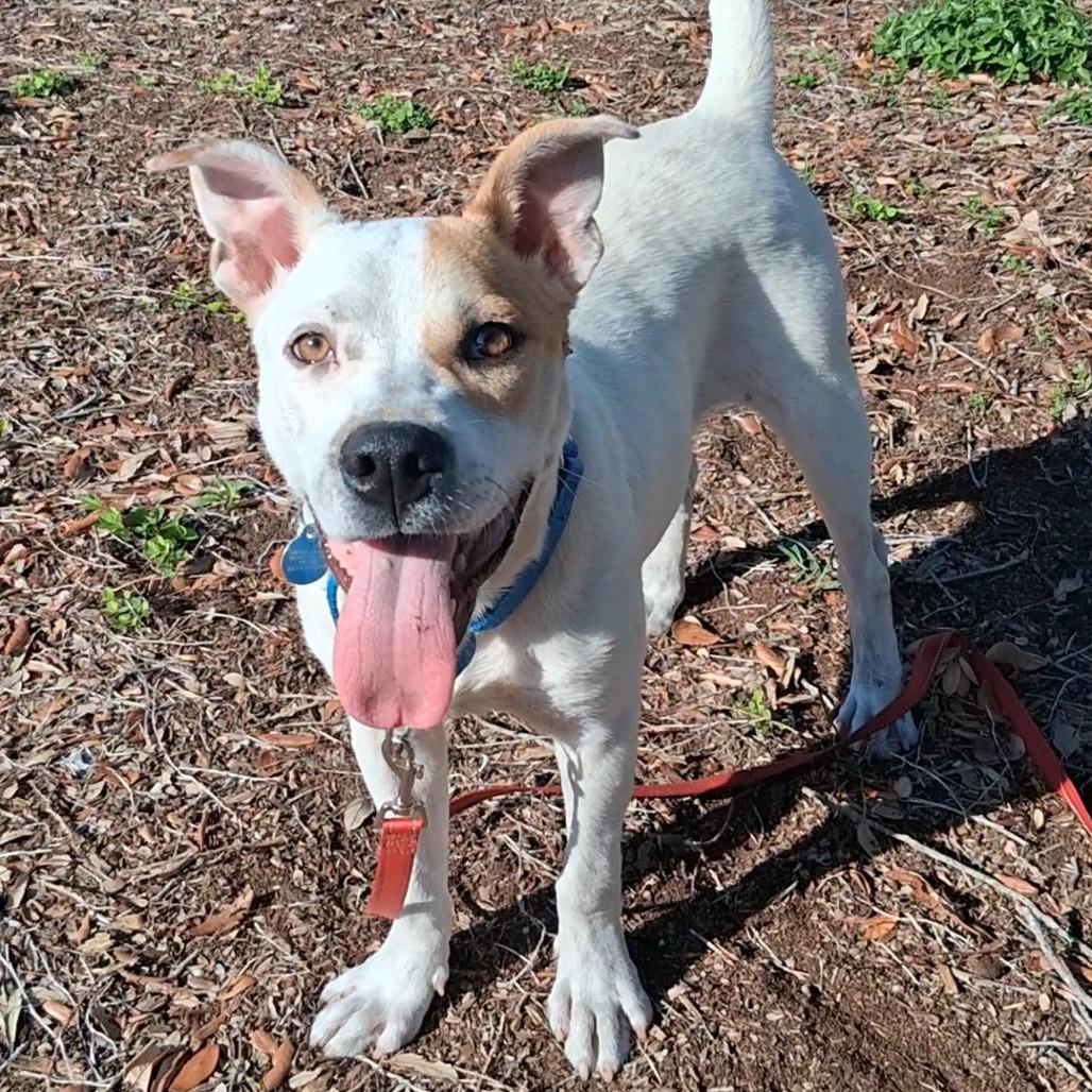 Perry, Adoptable, Young Male Mixed Breed.