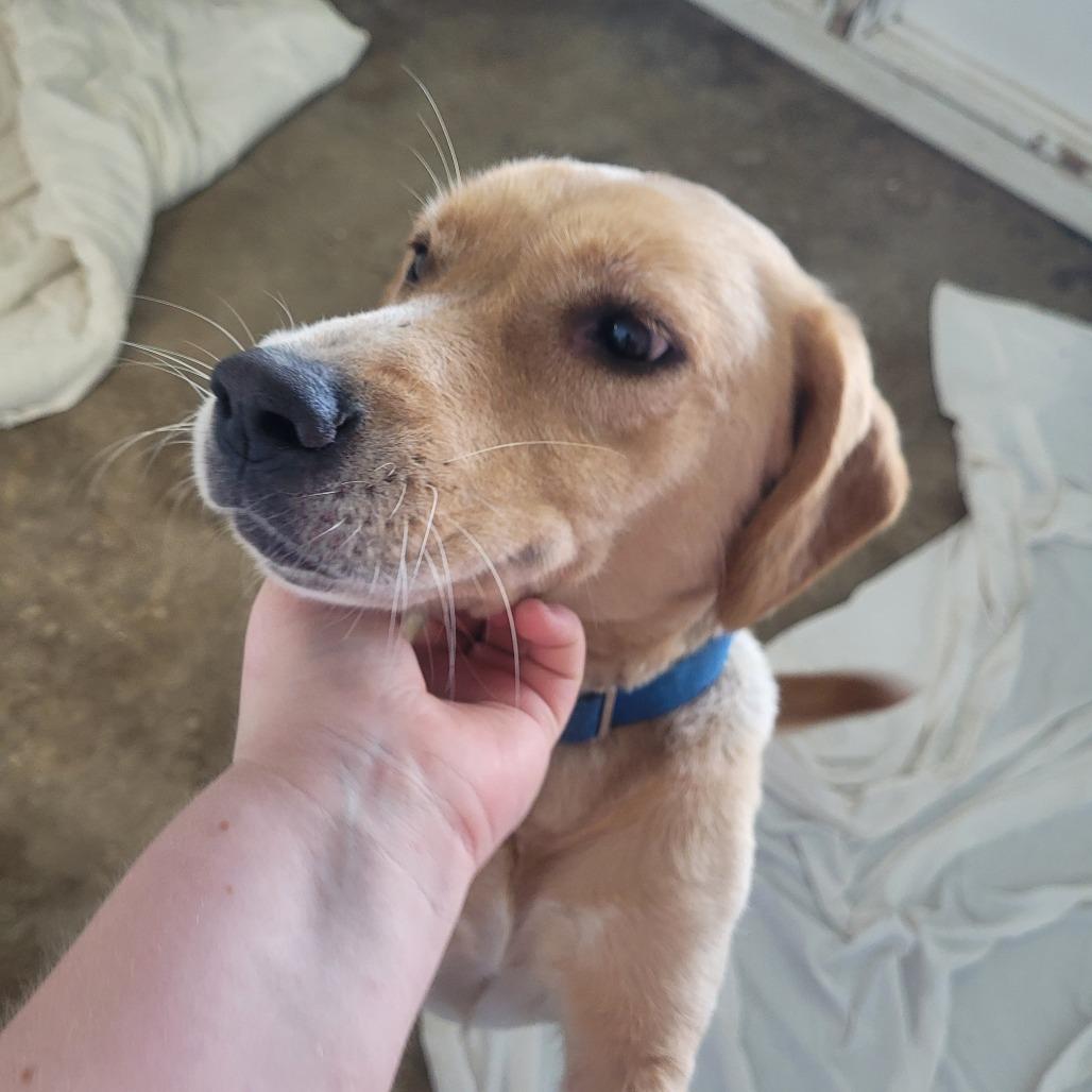 Chicka, Adoptable, Adult Female Labrador Retriever & None.