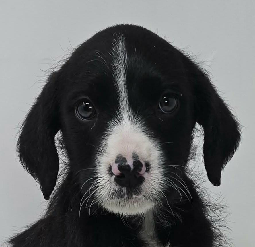 Enlarge Zestful, an adopted mixed breed in Newport, TN image 1/5