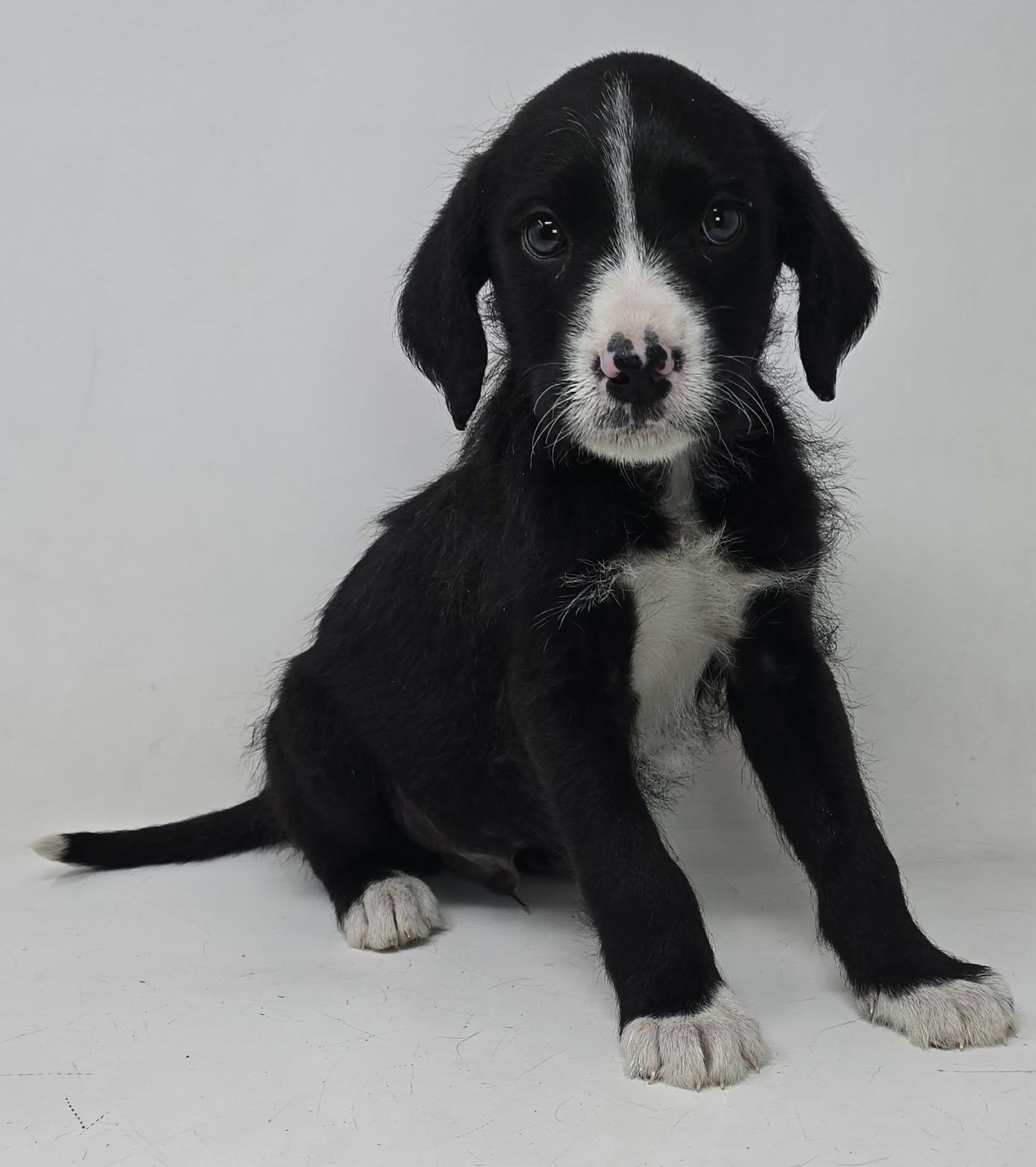 Enlarge Zestful, an adopted mixed breed in Newport, TN image 3/5