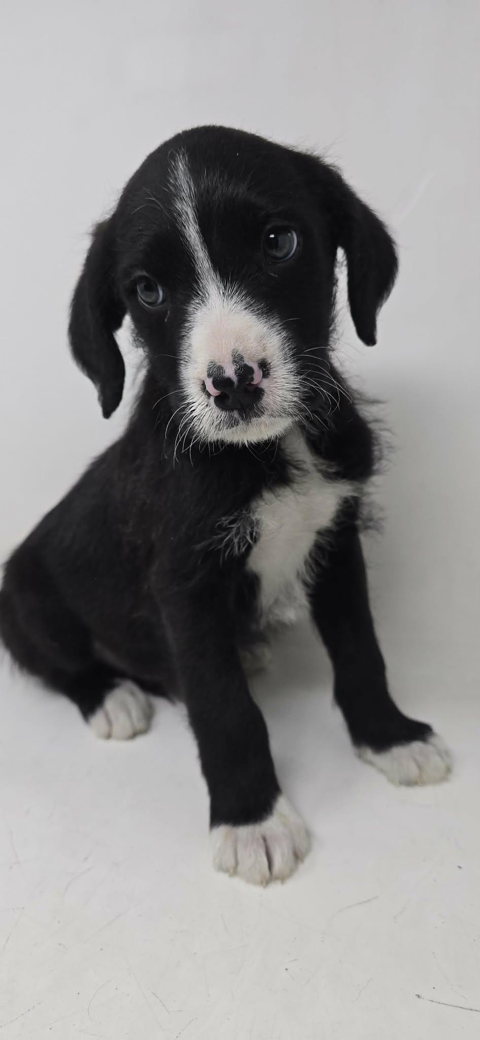 Enlarge Zestful, an adopted mixed breed in Newport, TN image 4/5