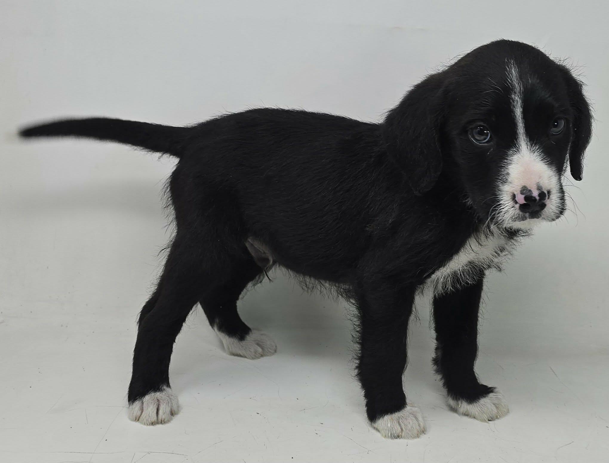 Enlarge Zestful, an adopted mixed breed in Newport, TN image 2/5