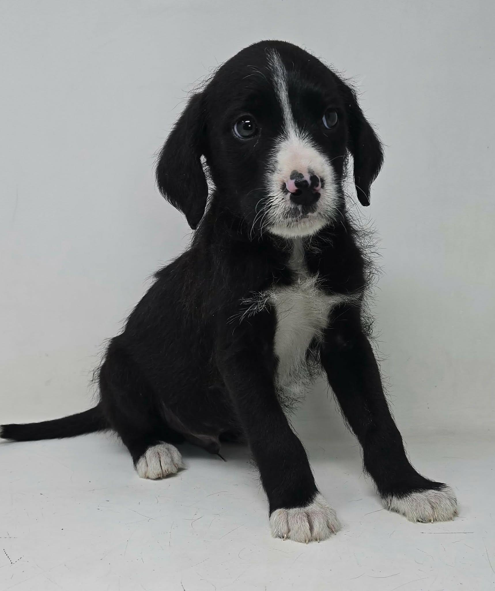 Enlarge Zestful, an adopted mixed breed in Newport, TN image 5/5