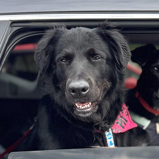 Enlarge IRIS, a Adoptable mixed breed in Fairbanks, AK image 1/1