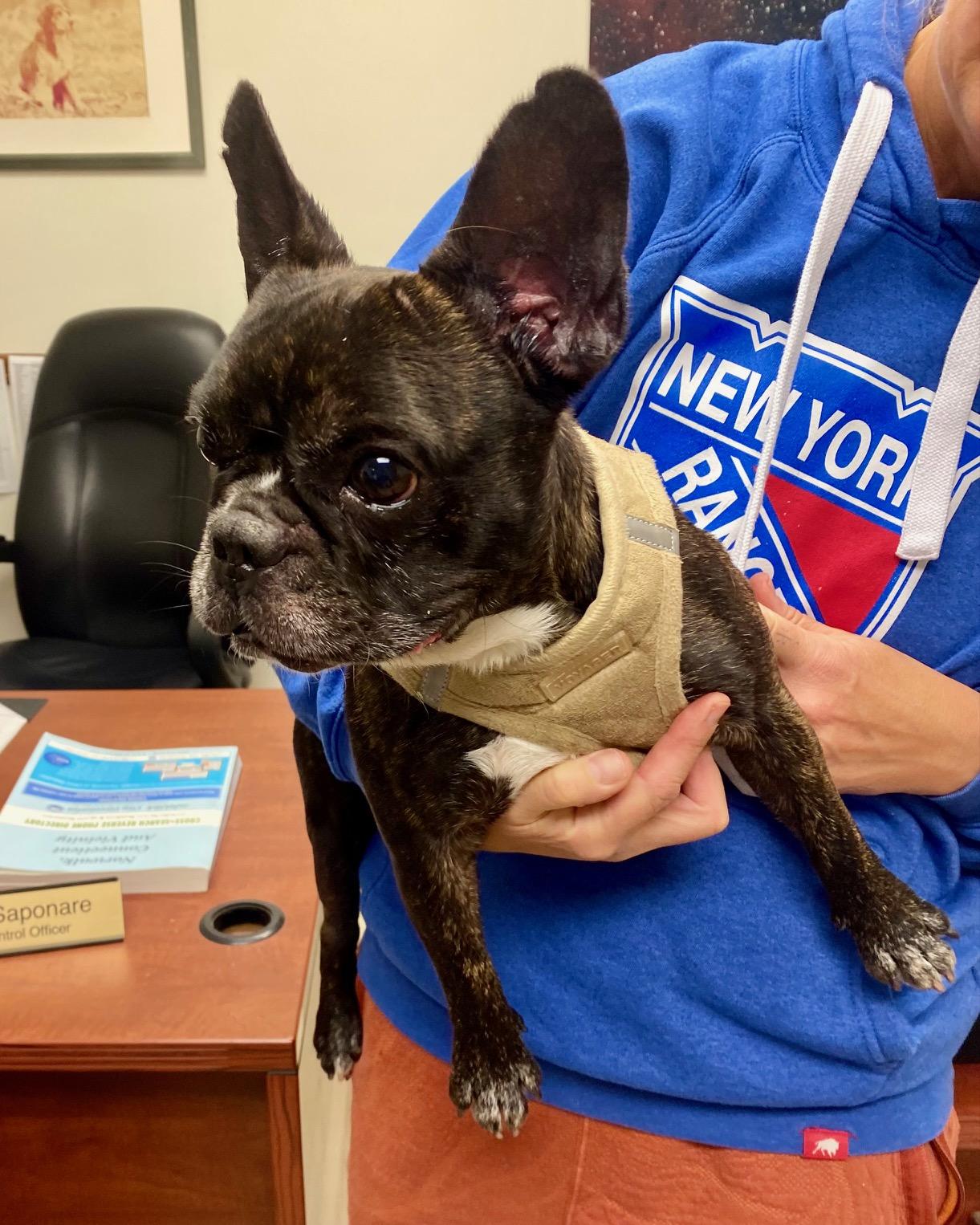 COURTESY POST FOR WASA: Regis, Adoptable, Young Male French Bulldog.