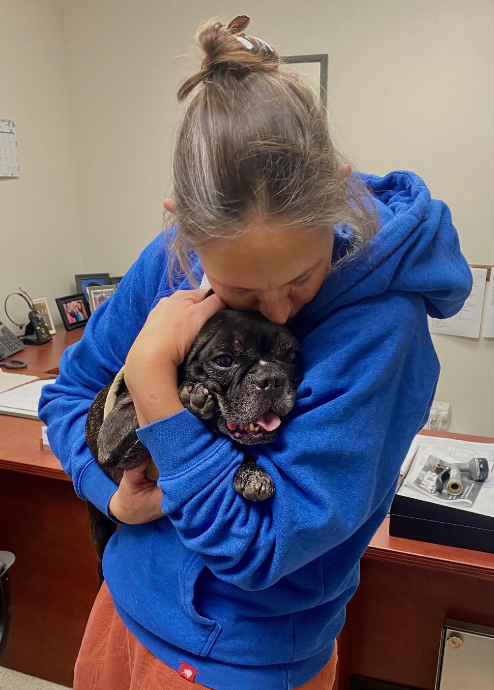 COURTESY POST FOR WASA:  Regis, Adoptable, Young Male French Bulldog.