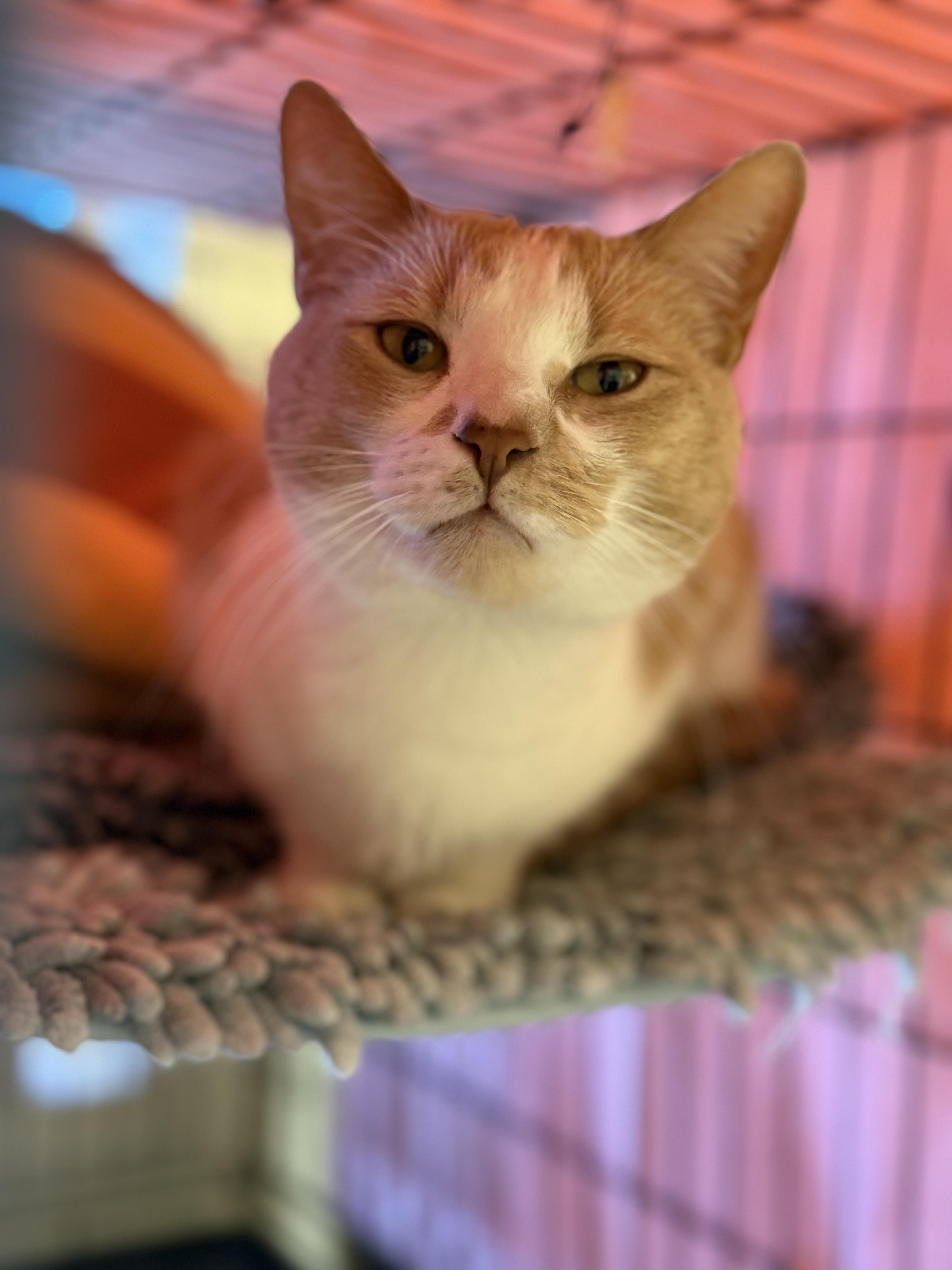 Enlarge Chip, an adopted Domestic Short Hair in Boulder City, NV image 3/3