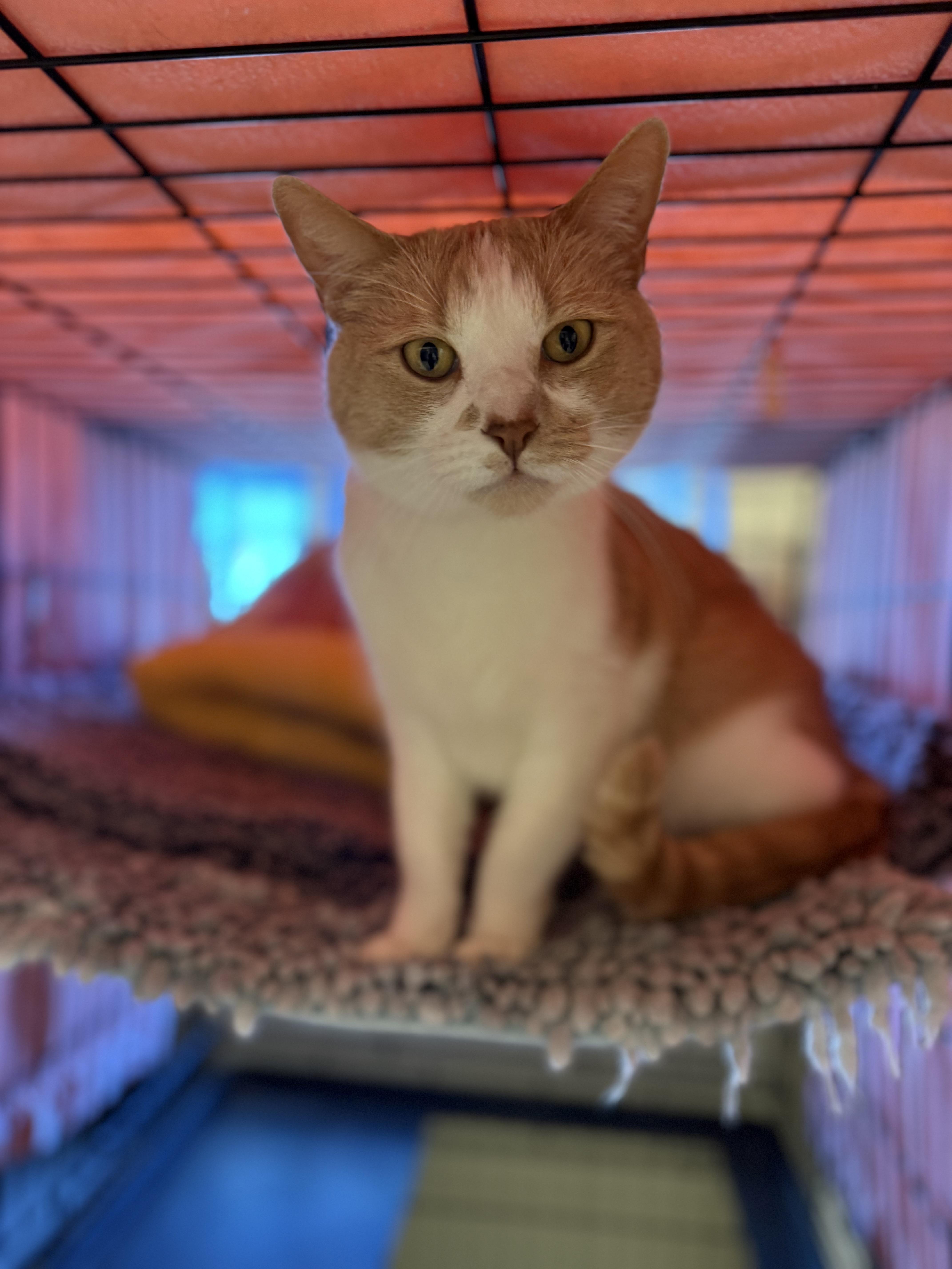 Enlarge Chip, an adopted Domestic Short Hair in Boulder City, NV image 1/3