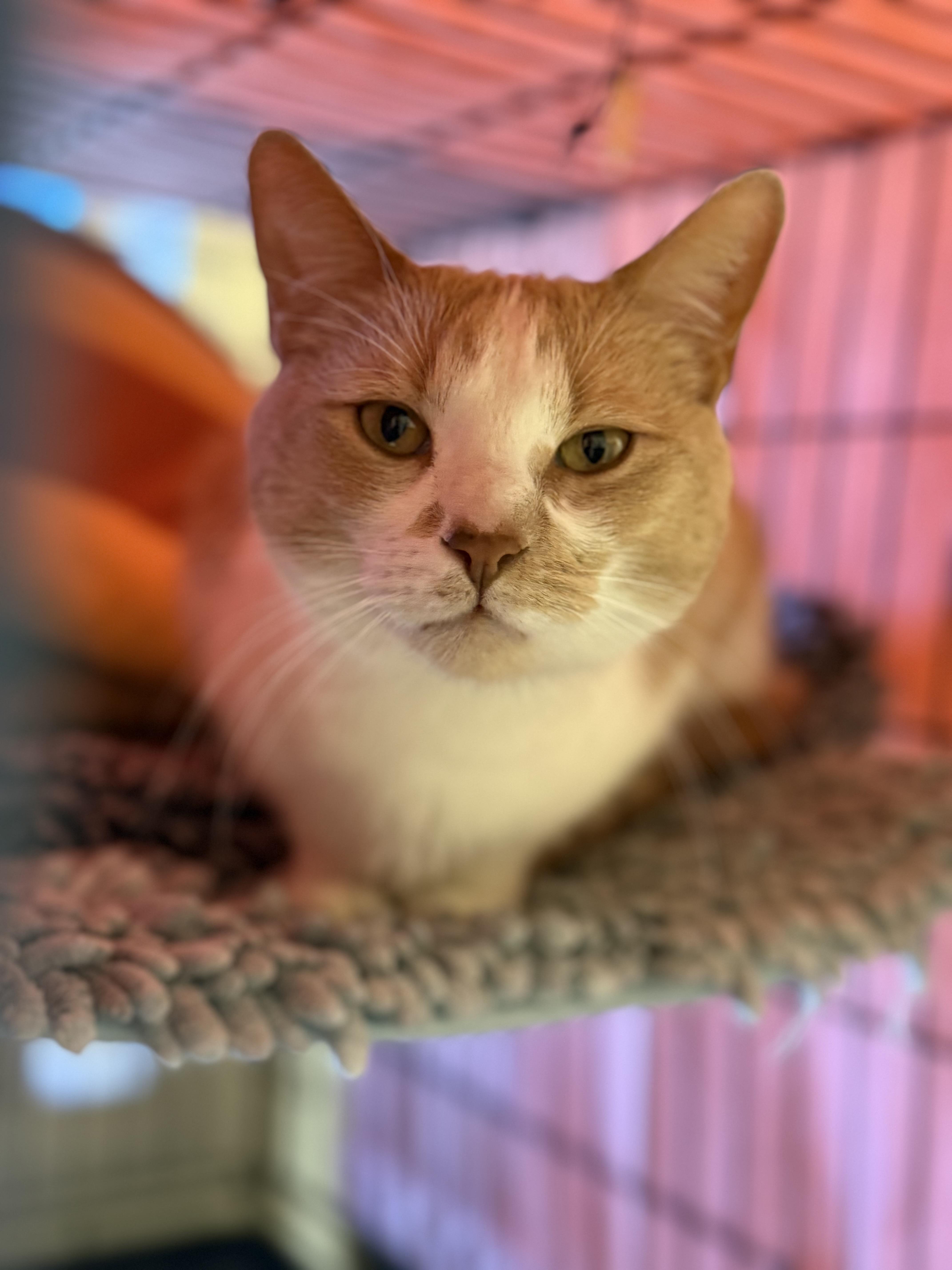 Enlarge Chip, an adopted Domestic Short Hair in Boulder City, NV image 2/3