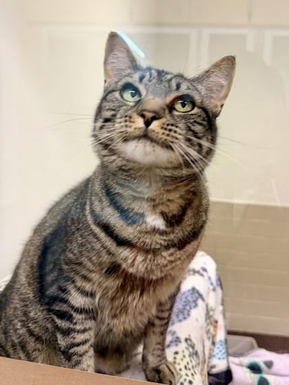 Dolores, Adoptable, Adult Female Domestic Short Hair & Domestic Short Hair.