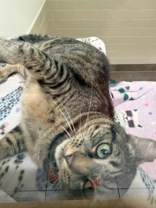 Enlarge Dolores, a Adoptable mixed breed in Bellevue, WA image 2/3