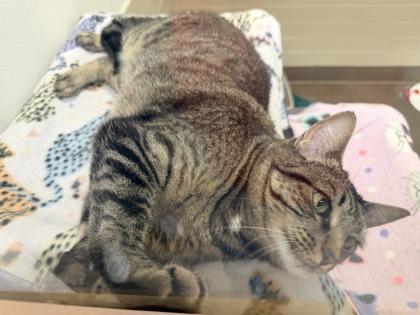 Enlarge Dolores, a Adoptable mixed breed in Bellevue, WA image 3/3