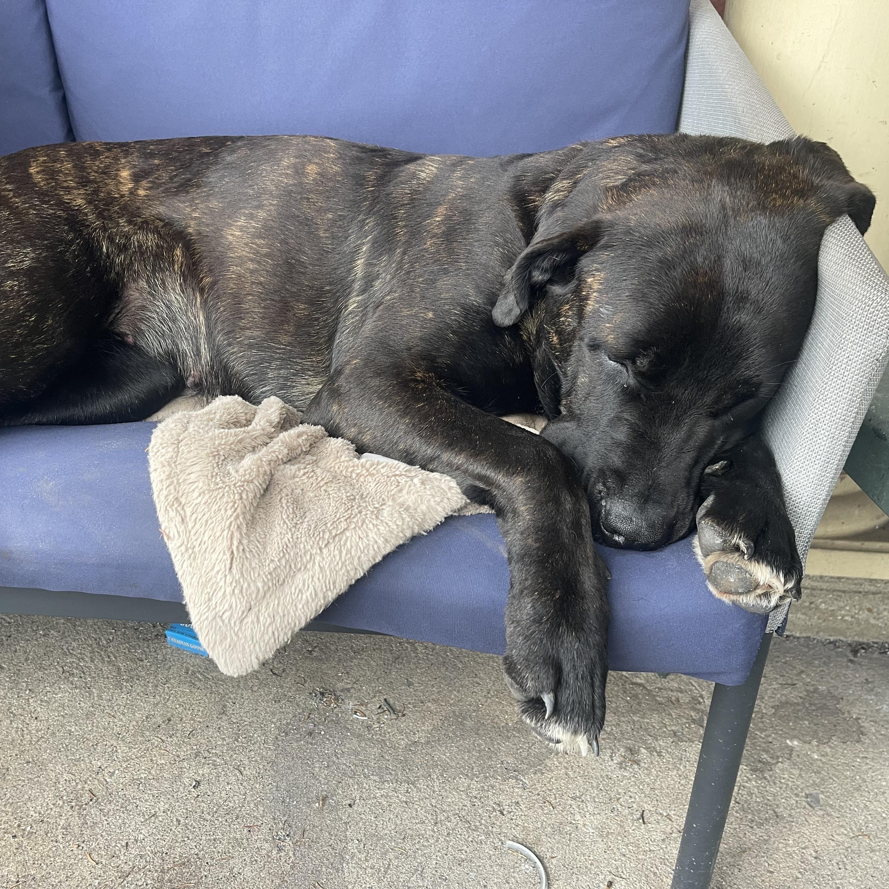 Dior, a ADOPTABLE mixed breed in Thornhill, ON image 5/6