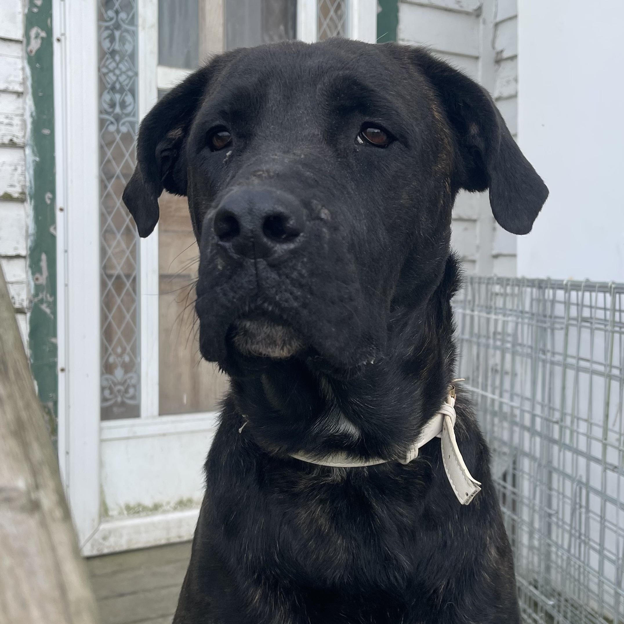 Dior, a ADOPTABLE mixed breed in Thornhill, ON image 6/6