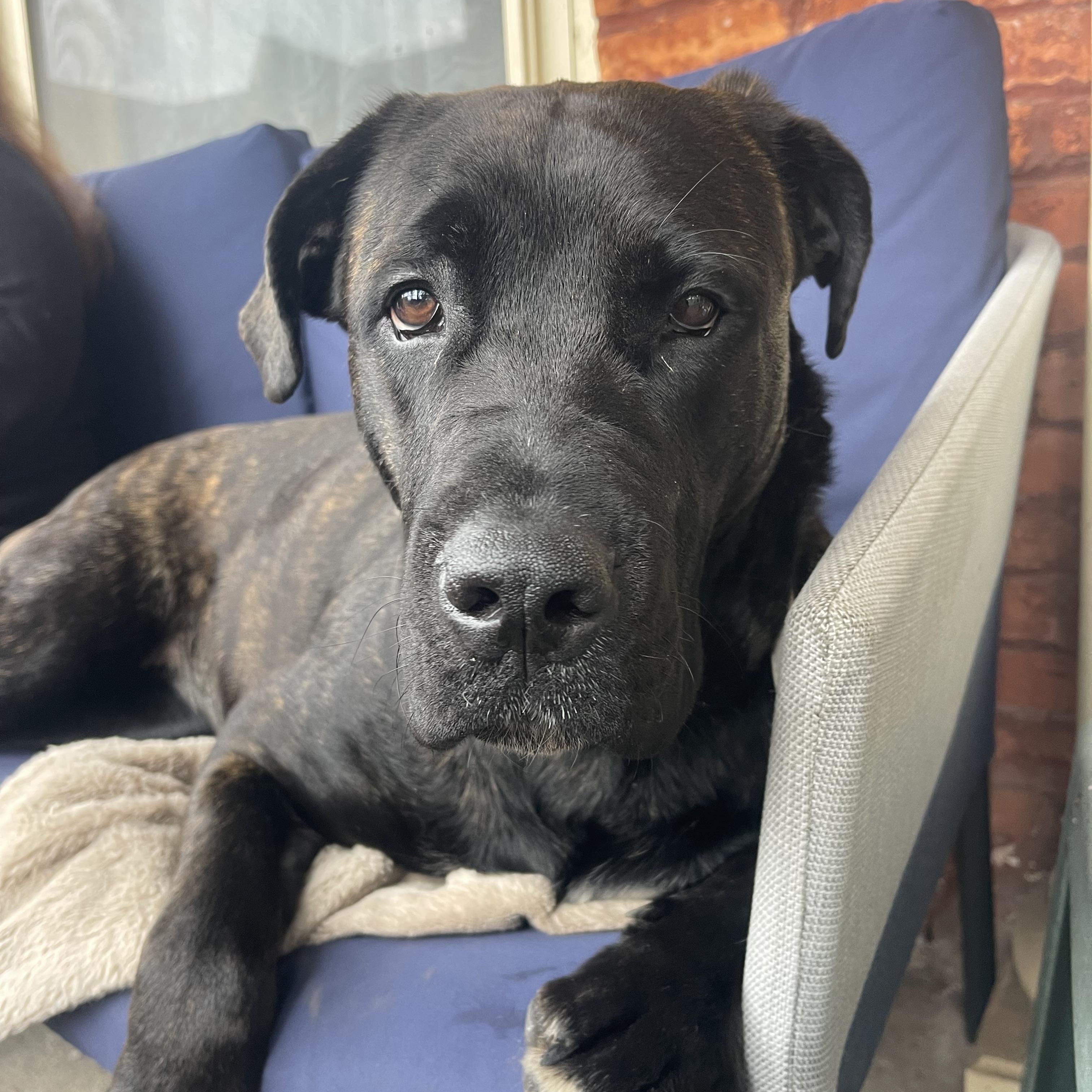 Dior, a ADOPTABLE mixed breed in Thornhill, ON image 1/6