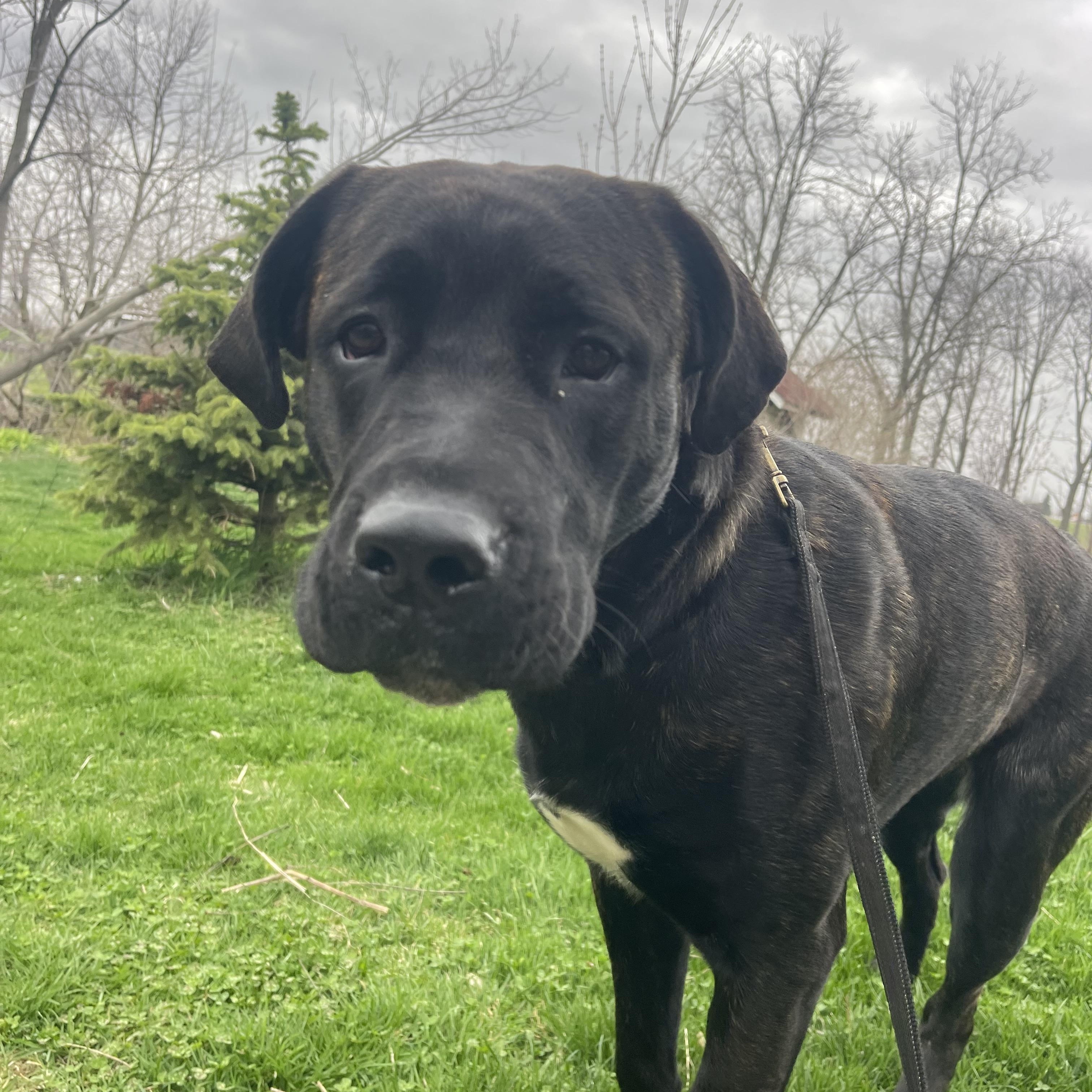 Dior, a ADOPTABLE mixed breed in Thornhill, ON image 2/6