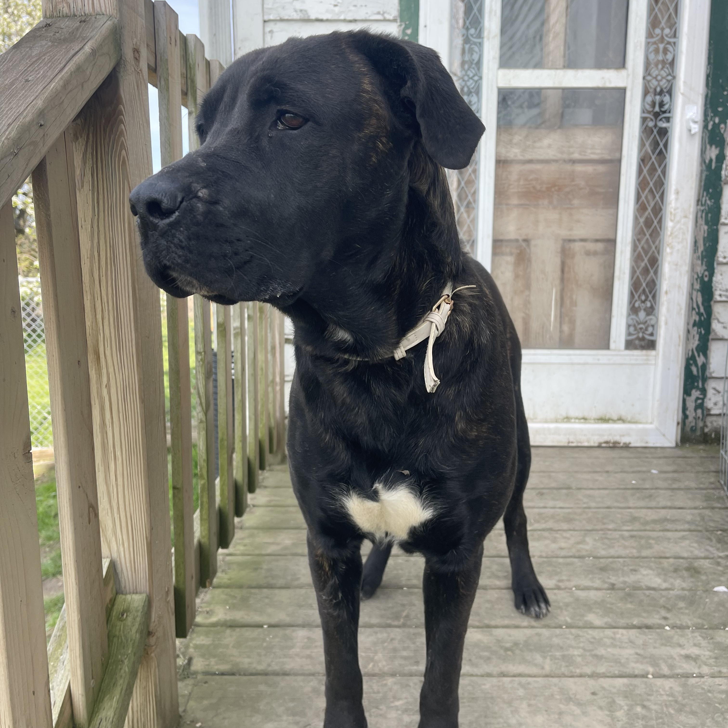 Dior, a ADOPTABLE mixed breed in Thornhill, ON image 4/6