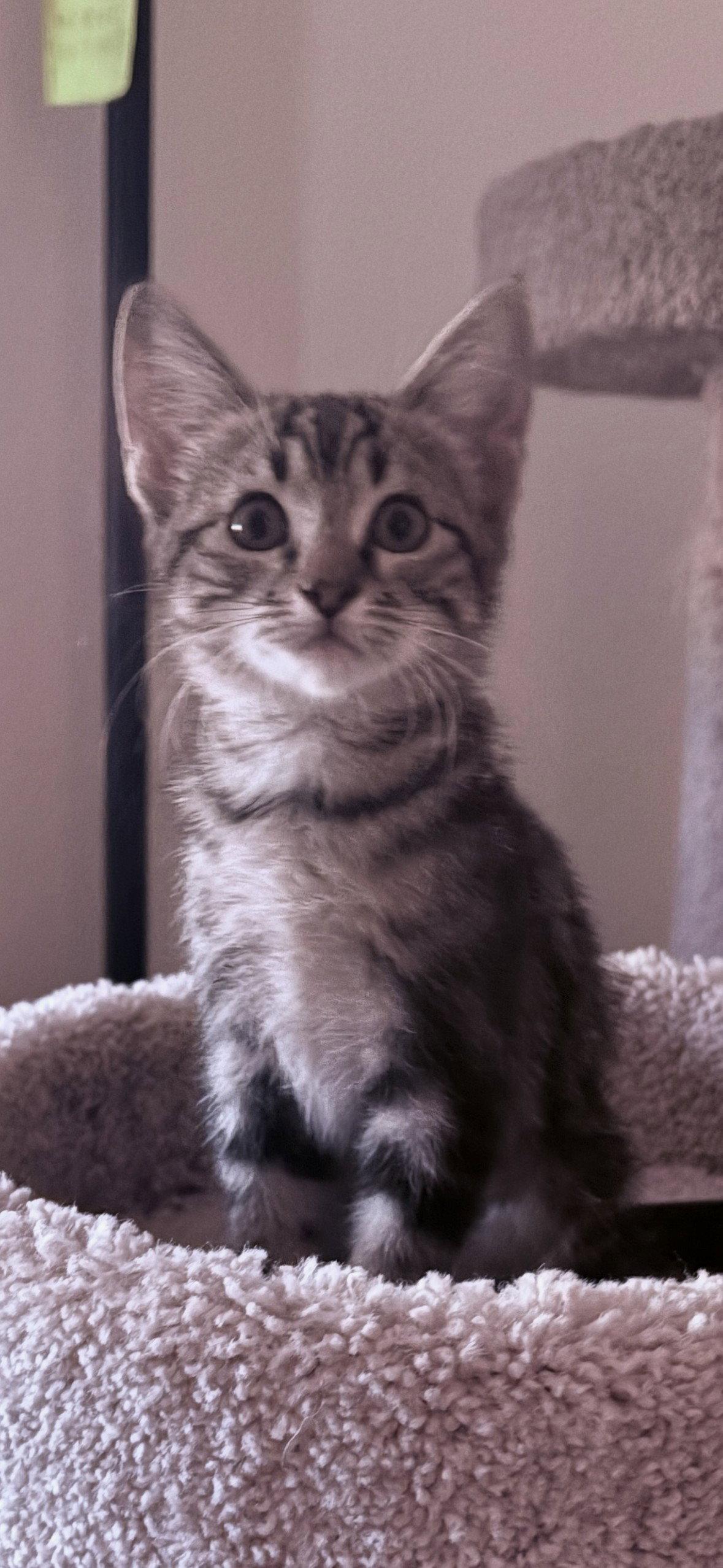 Daisy photo